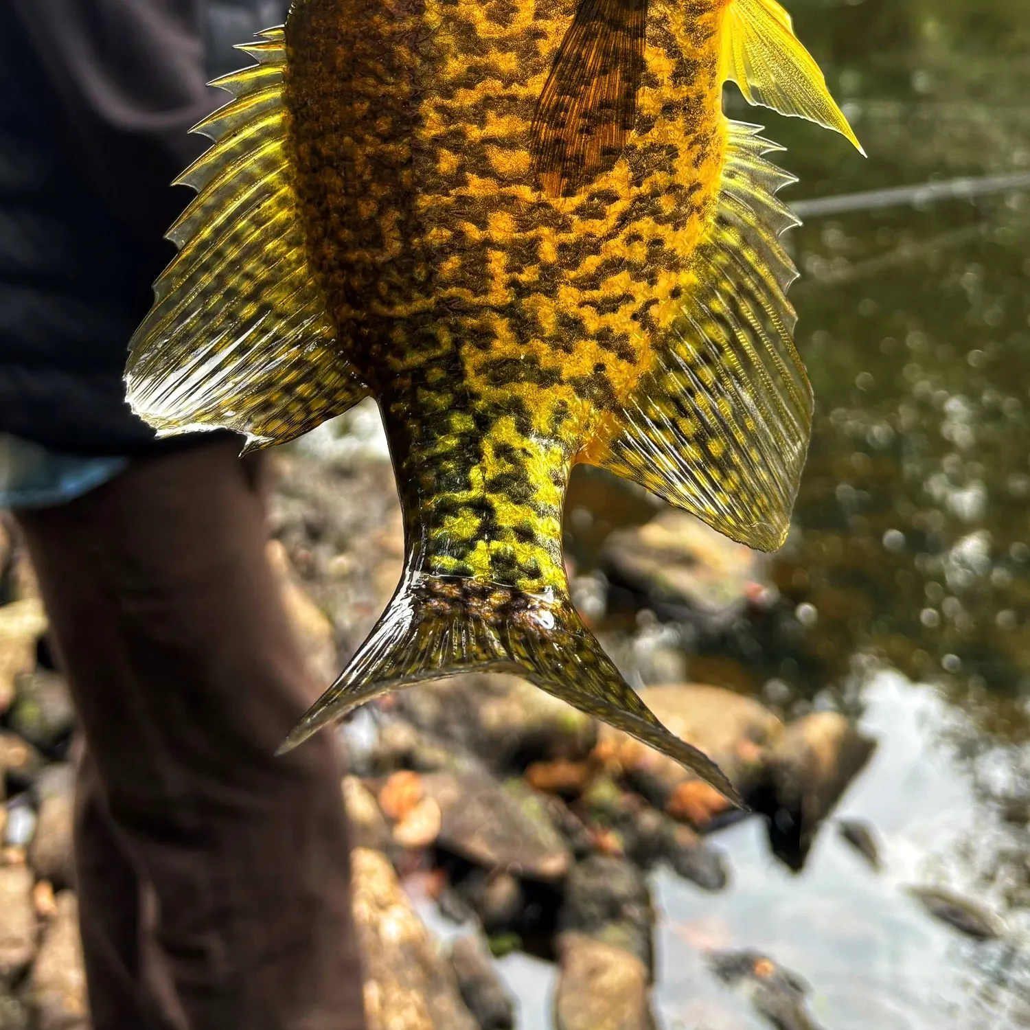 Black crappie caught on Fishbrain