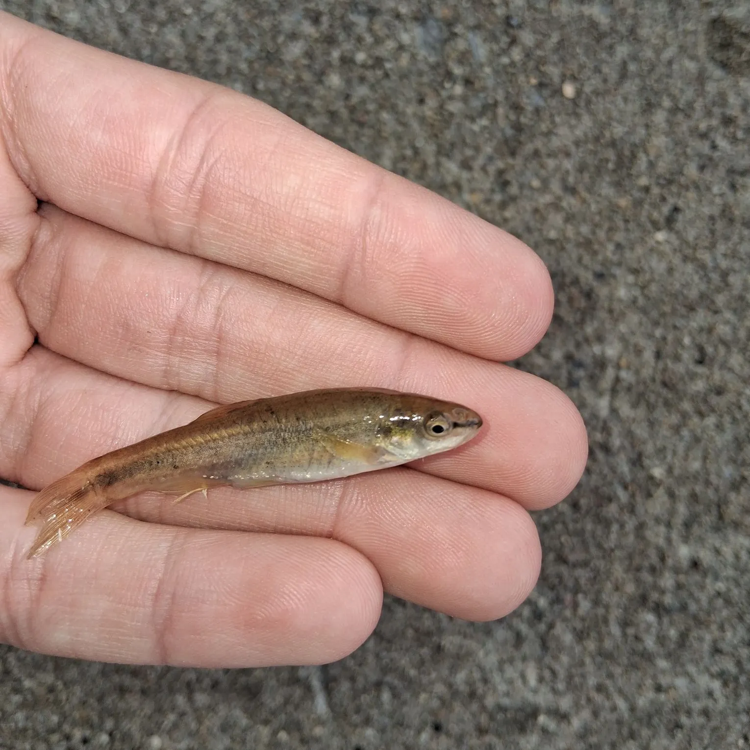 The most recent Ozark minnow catches on Fishbrain