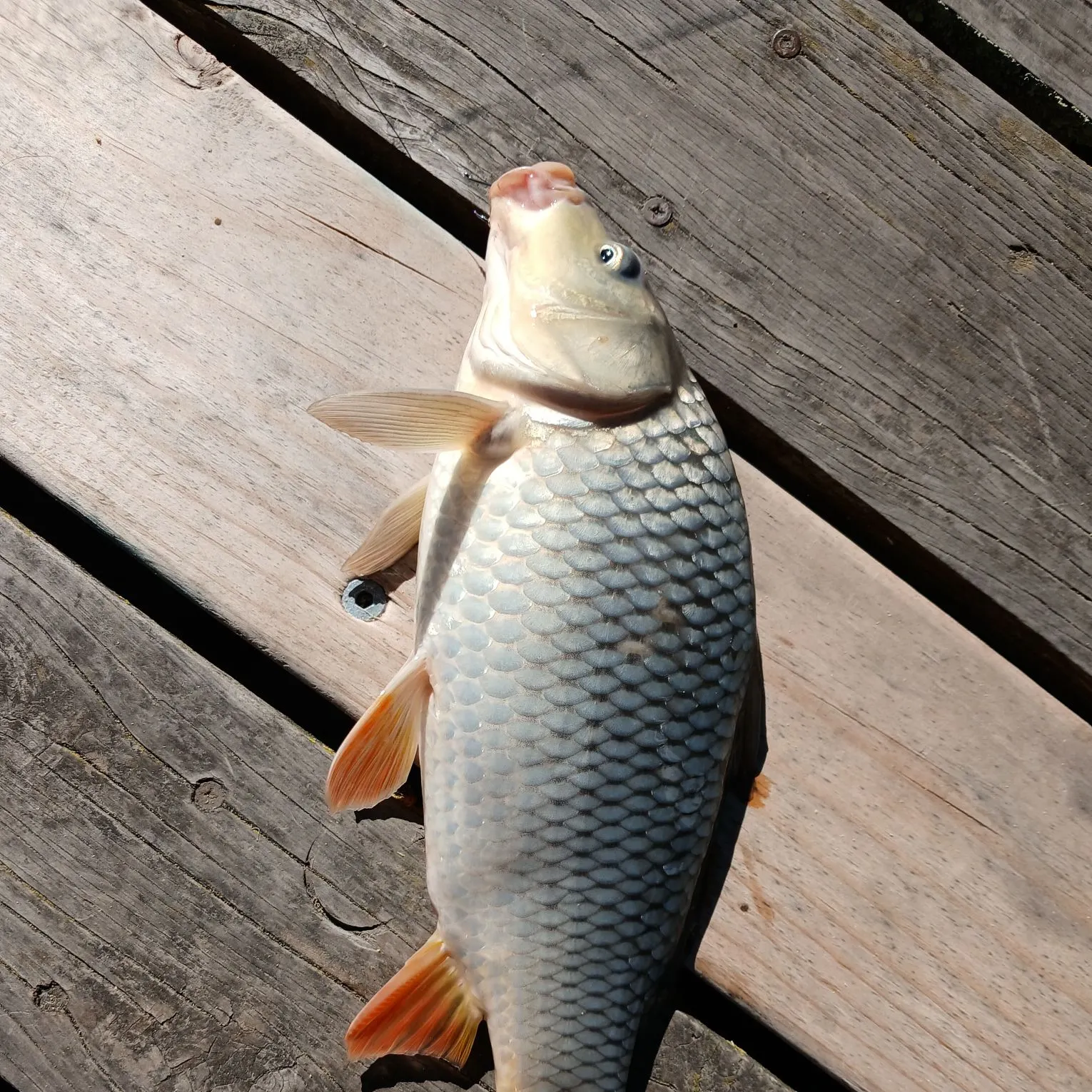 Common carp caught on Fishbrain