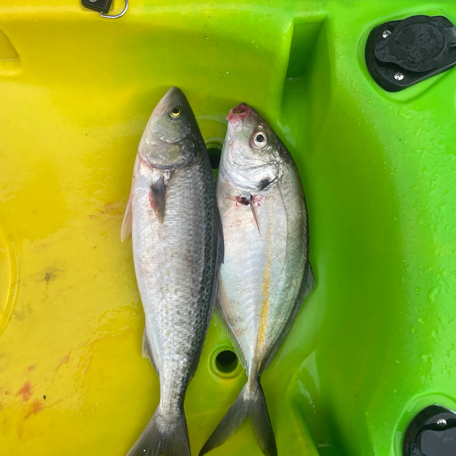 White trevally caught on Fishbrain