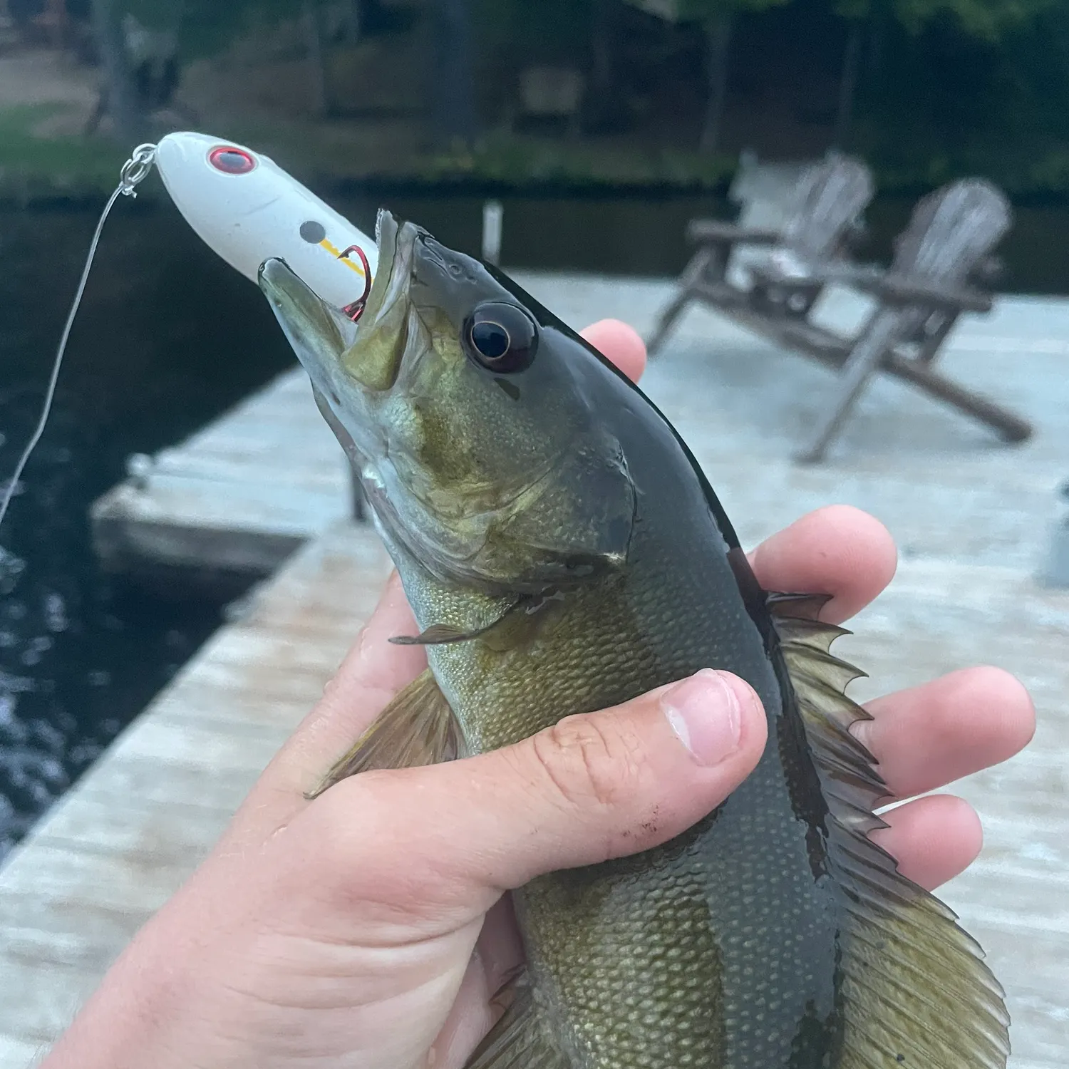 Smallmouth bass caught on Fishbrain