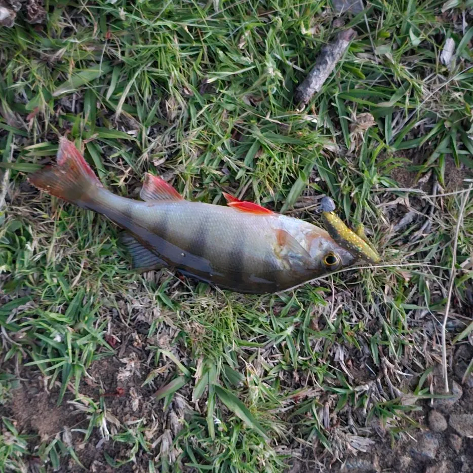 European perch caught on Fishbrain