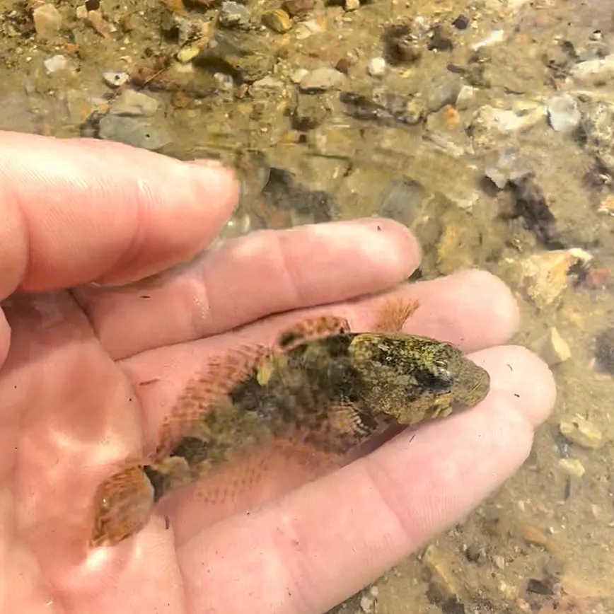 The most recent Knobfin sculpin catches on Fishbrain