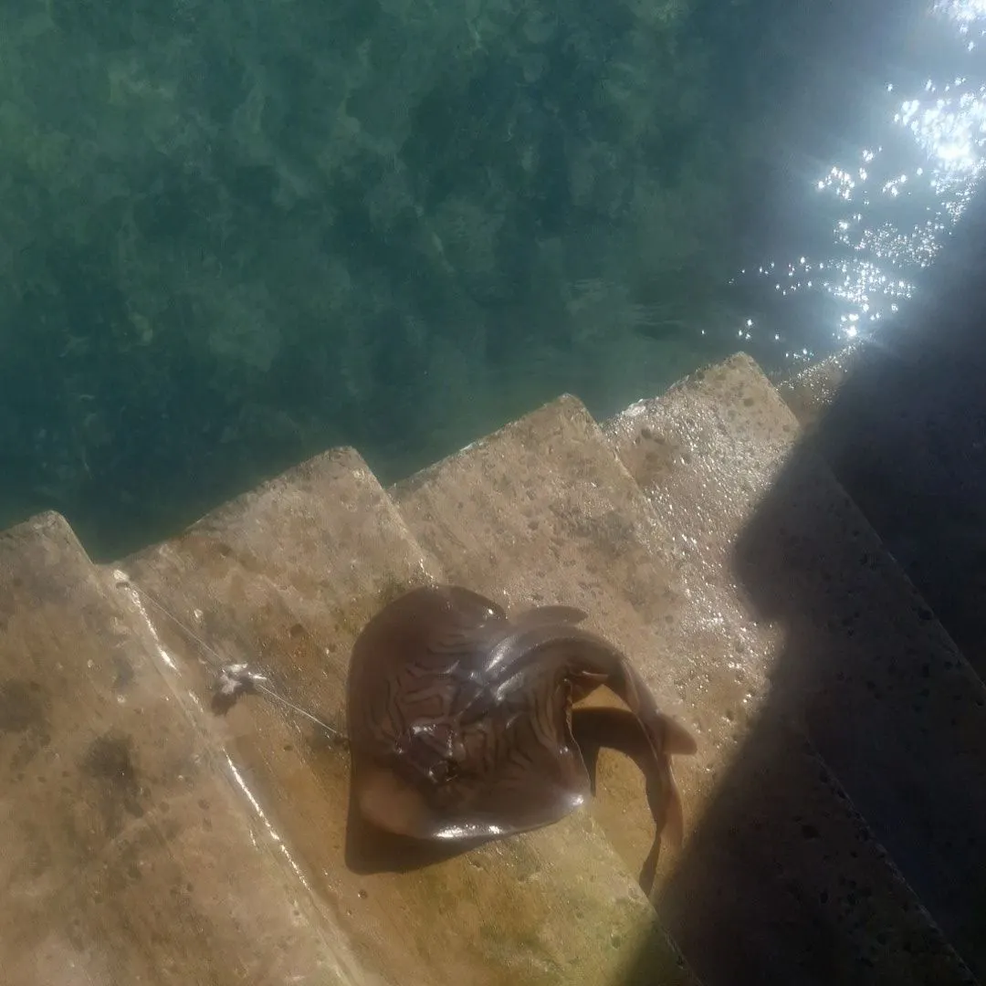 The most recent Southern fiddler catches on Fishbrain