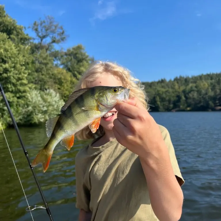European perch caught on Fishbrain