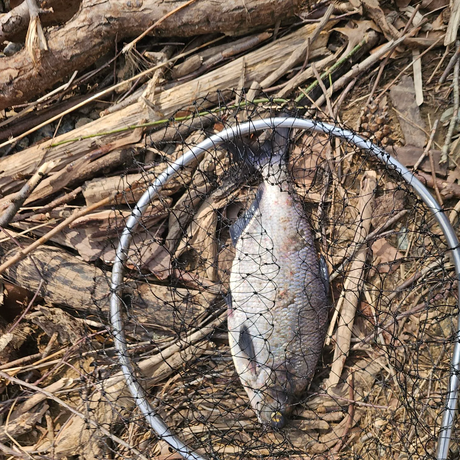 The most recent American gizzard shad catches on Fishbrain