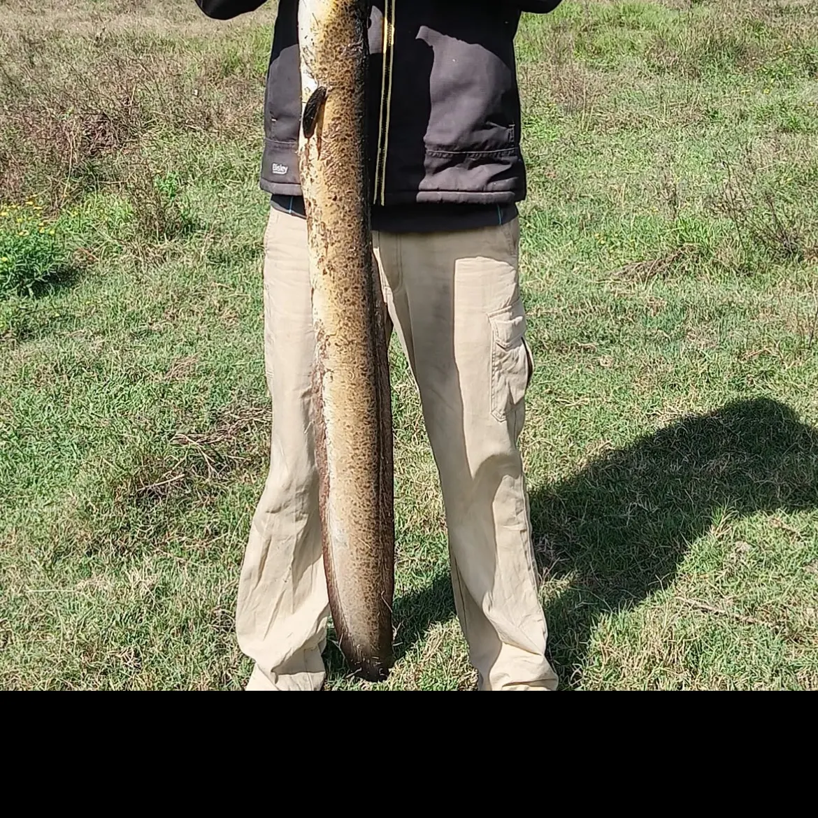 most liked catch image