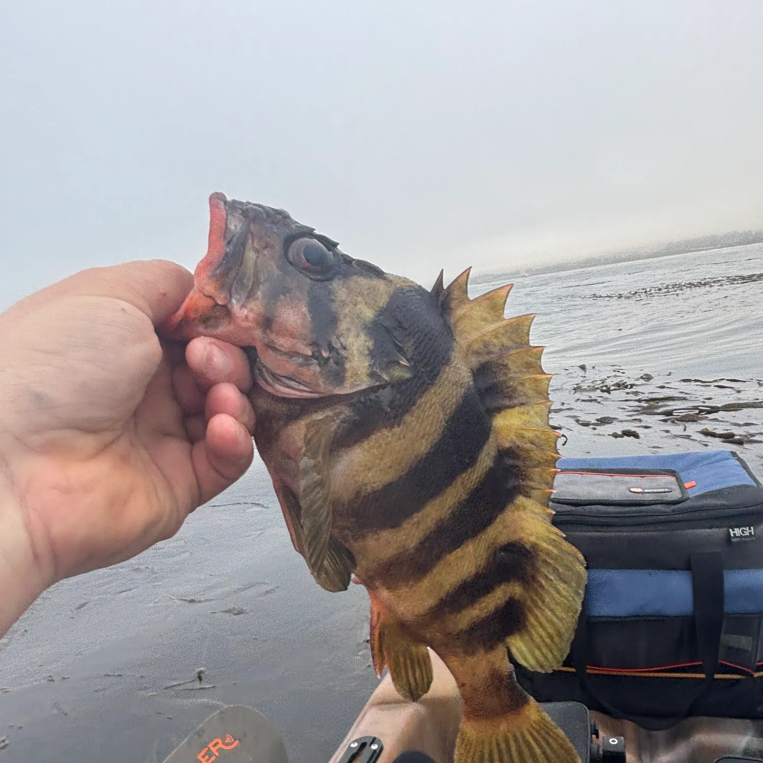 The most recent Treefish catches on Fishbrain
