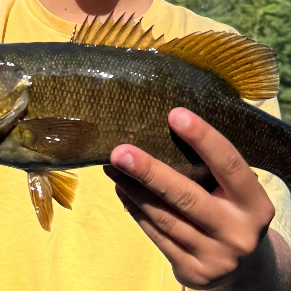 Smallmouth bass caught on Fishbrain