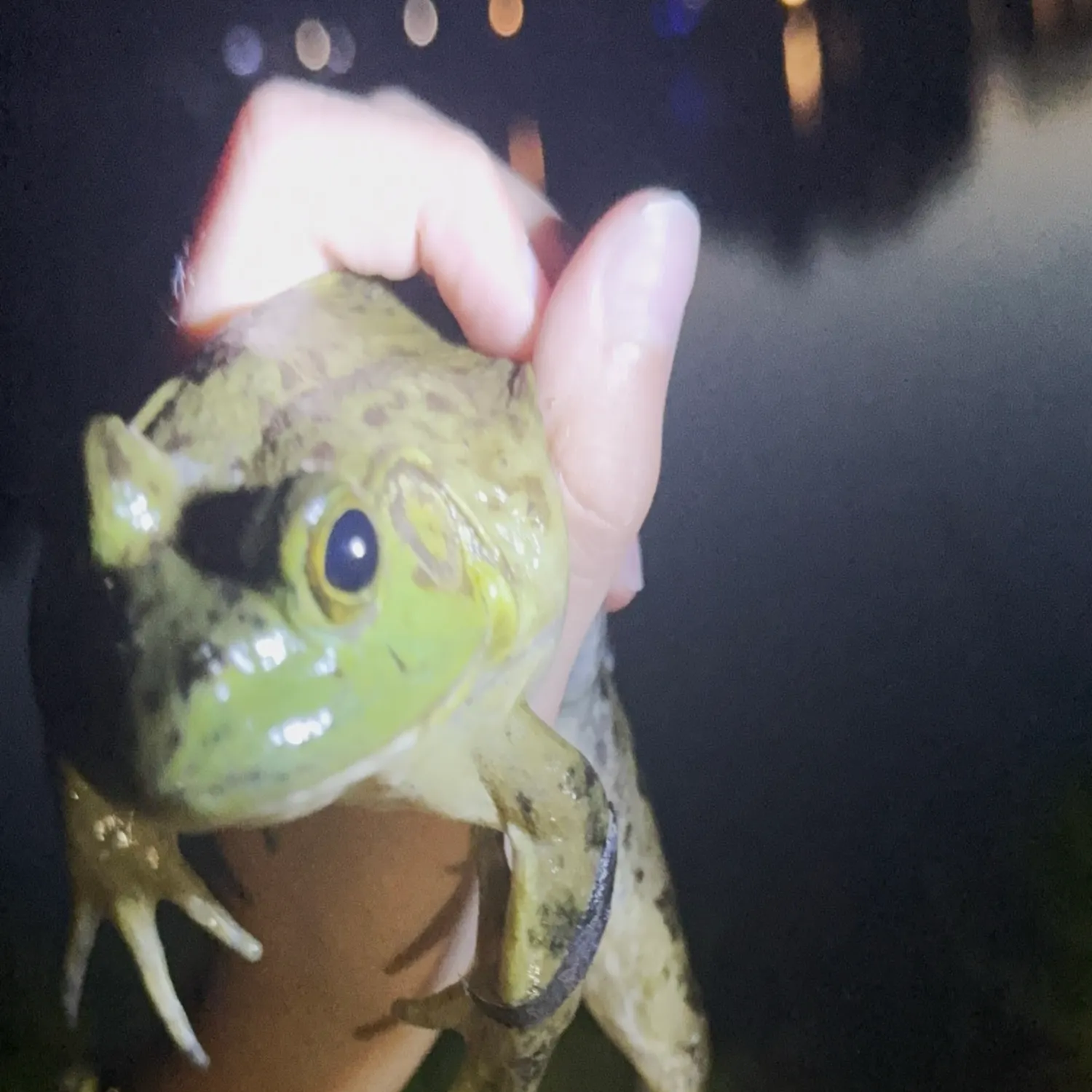 The most recent Northern leopard frog catches on Fishbrain