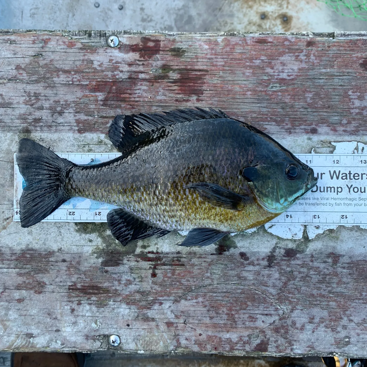 Bluegill caught on Fishbrain