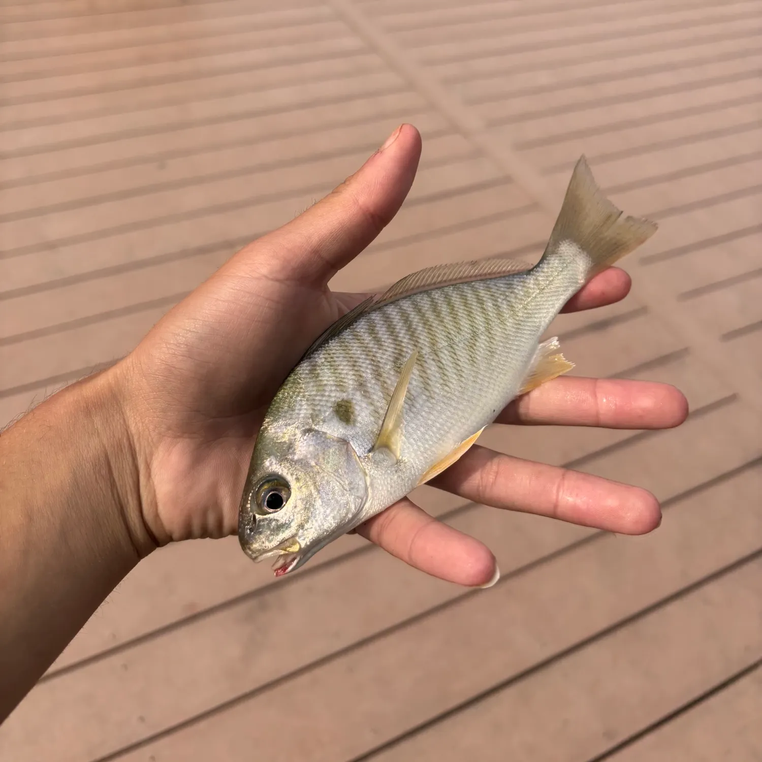 Spot croaker caught on Fishbrain