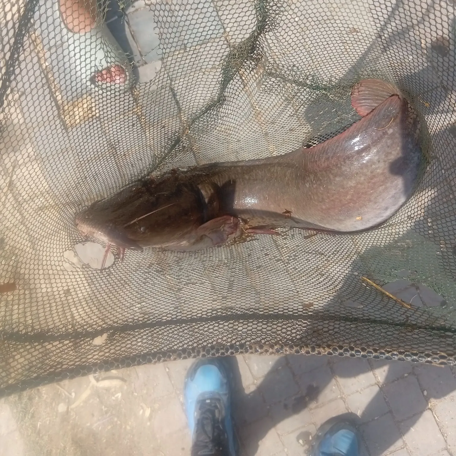 The most recent North African catfish catches on Fishbrain