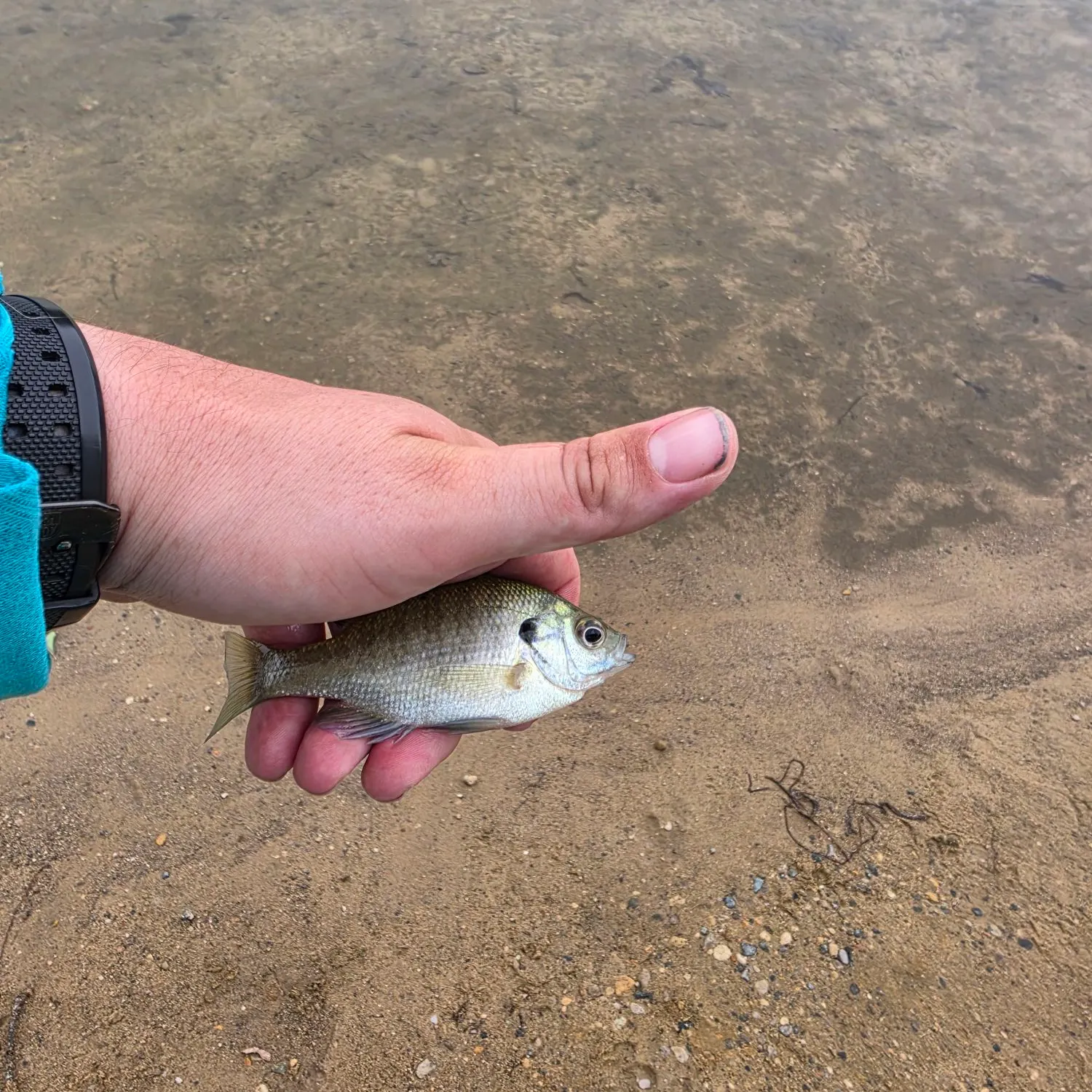 Bluegill caught on Fishbrain