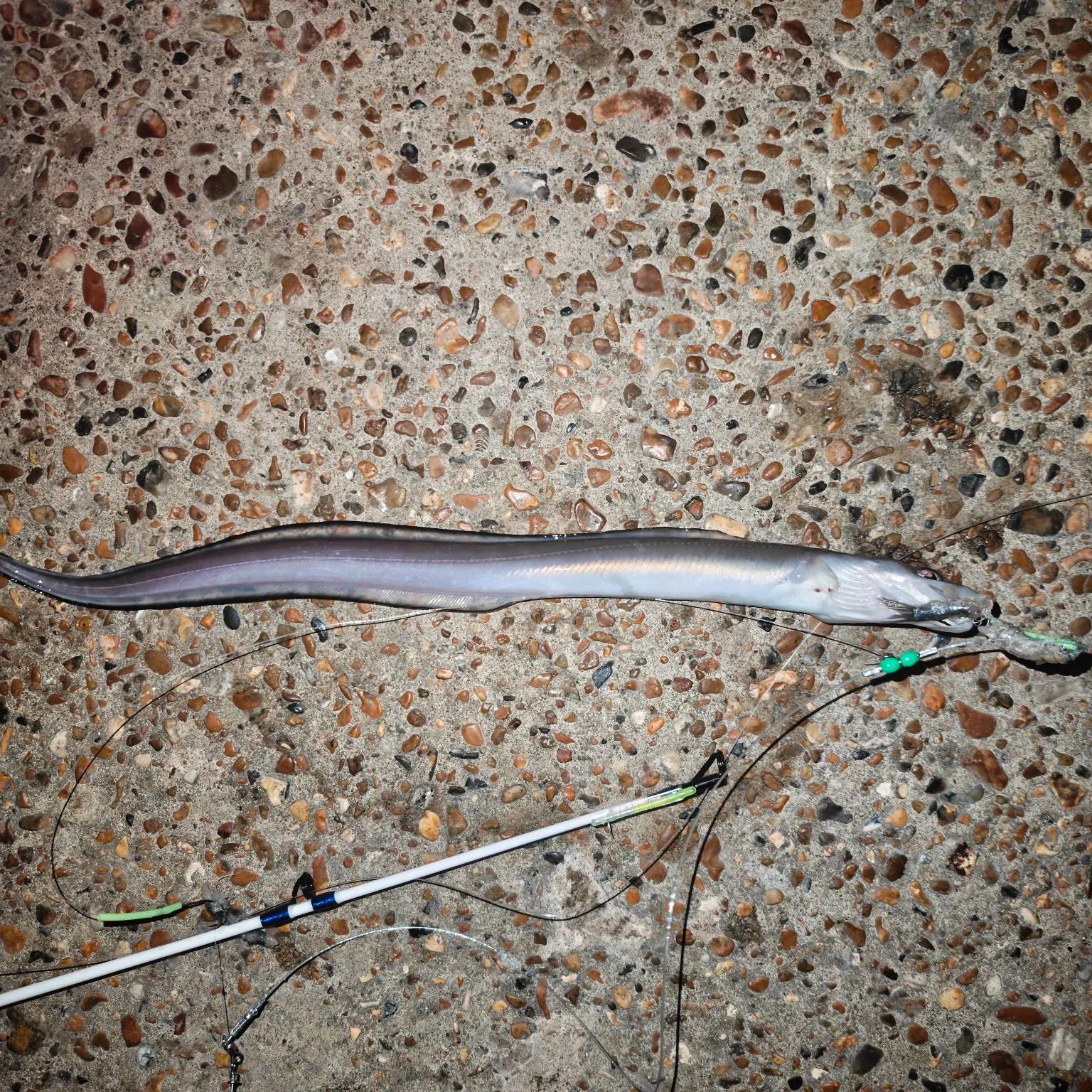 The most recent European conger catches on Fishbrain