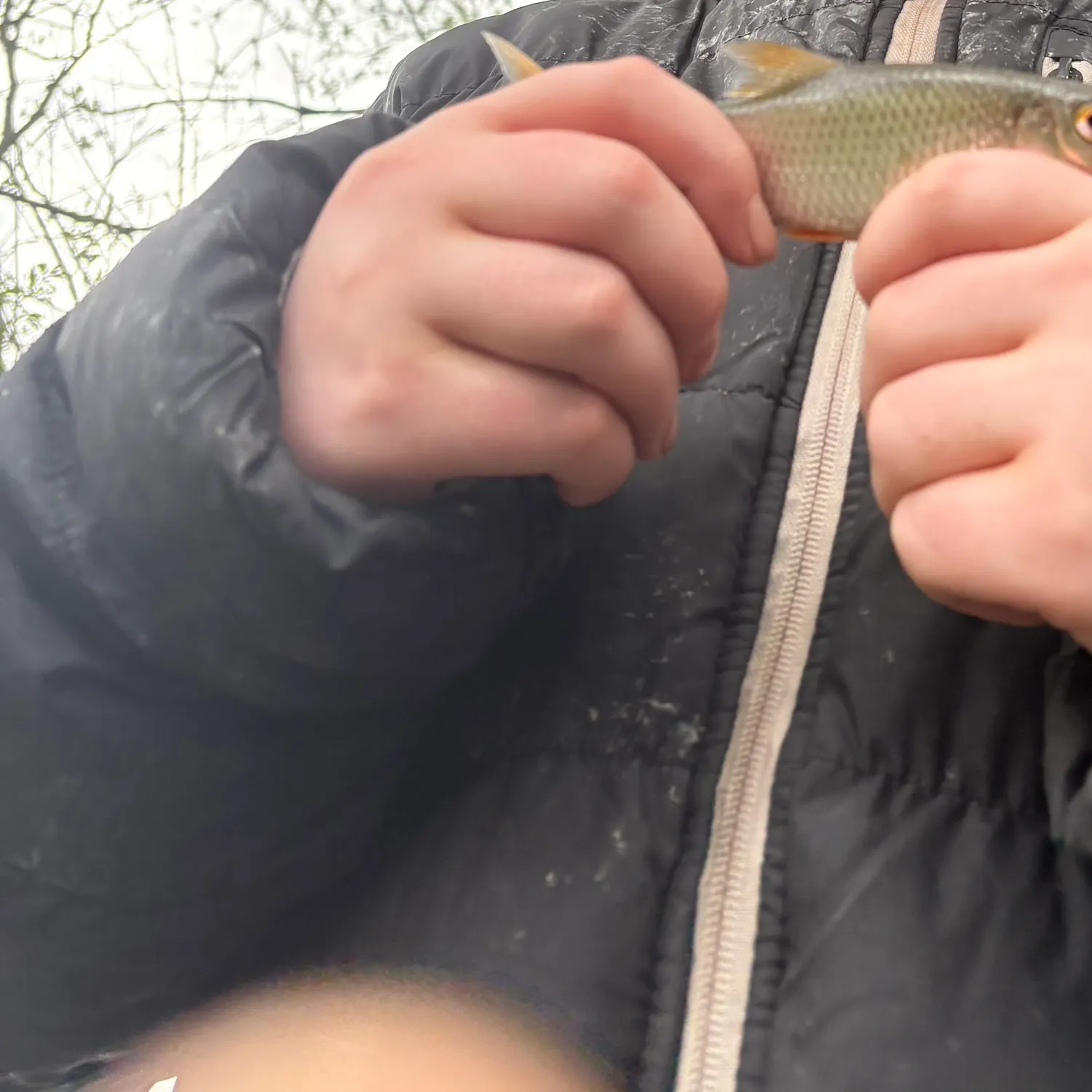 The most recent Common roach catches on Fishbrain