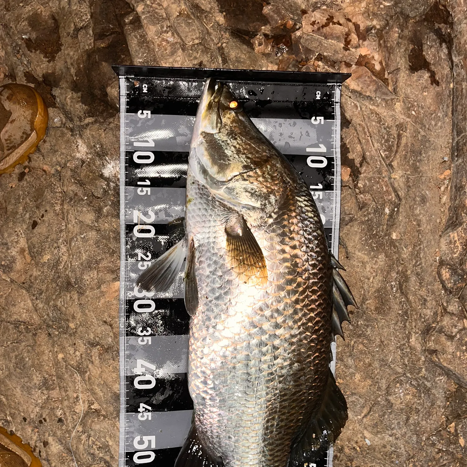 The most recent Barramundi catches on Fishbrain