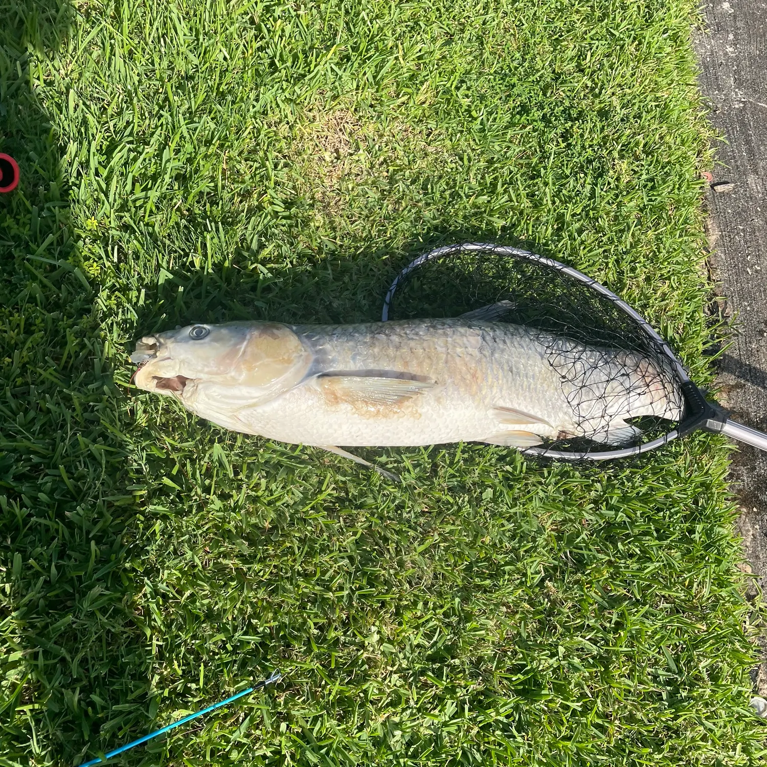 The most recent Leather carp catches on Fishbrain