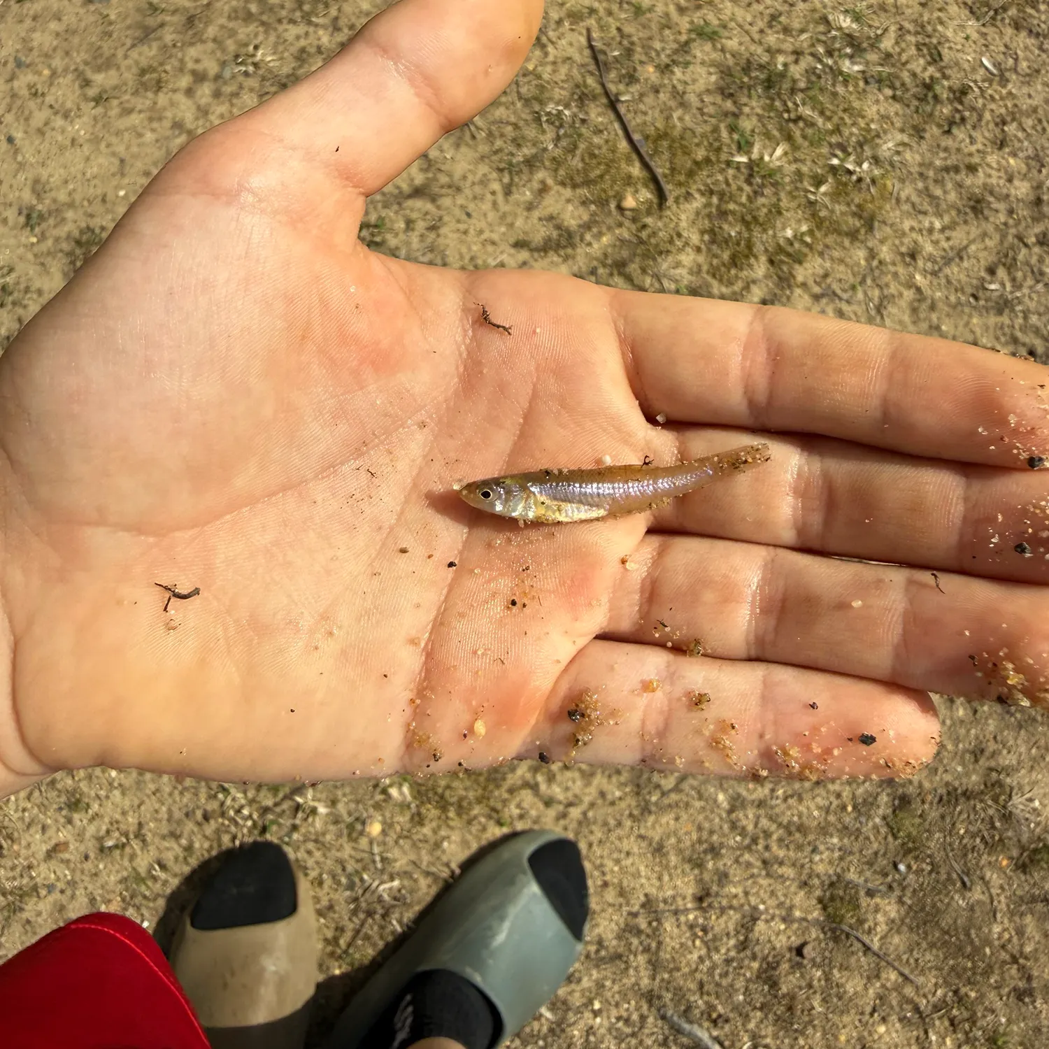 The most recent Flagfish catches on Fishbrain