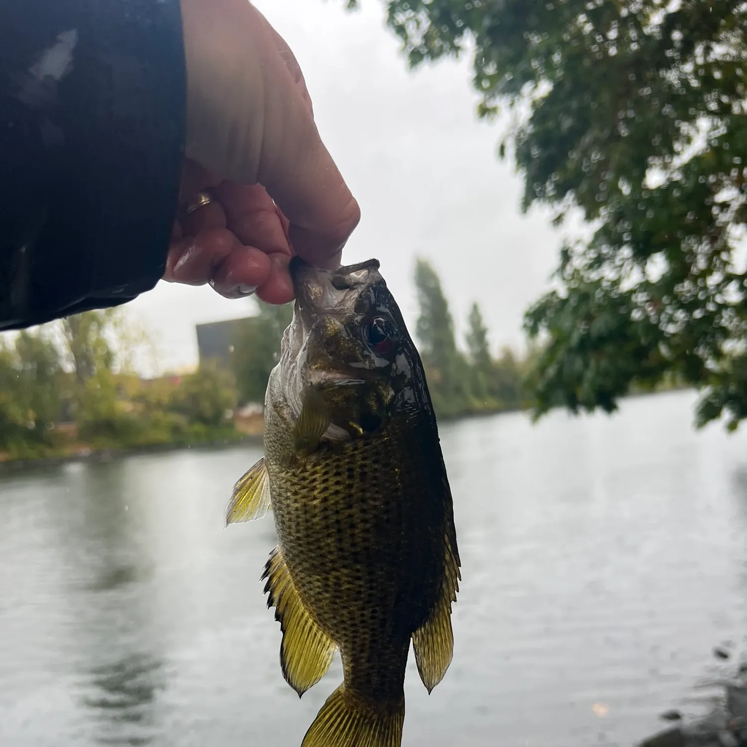 Rock bass caught on Fishbrain