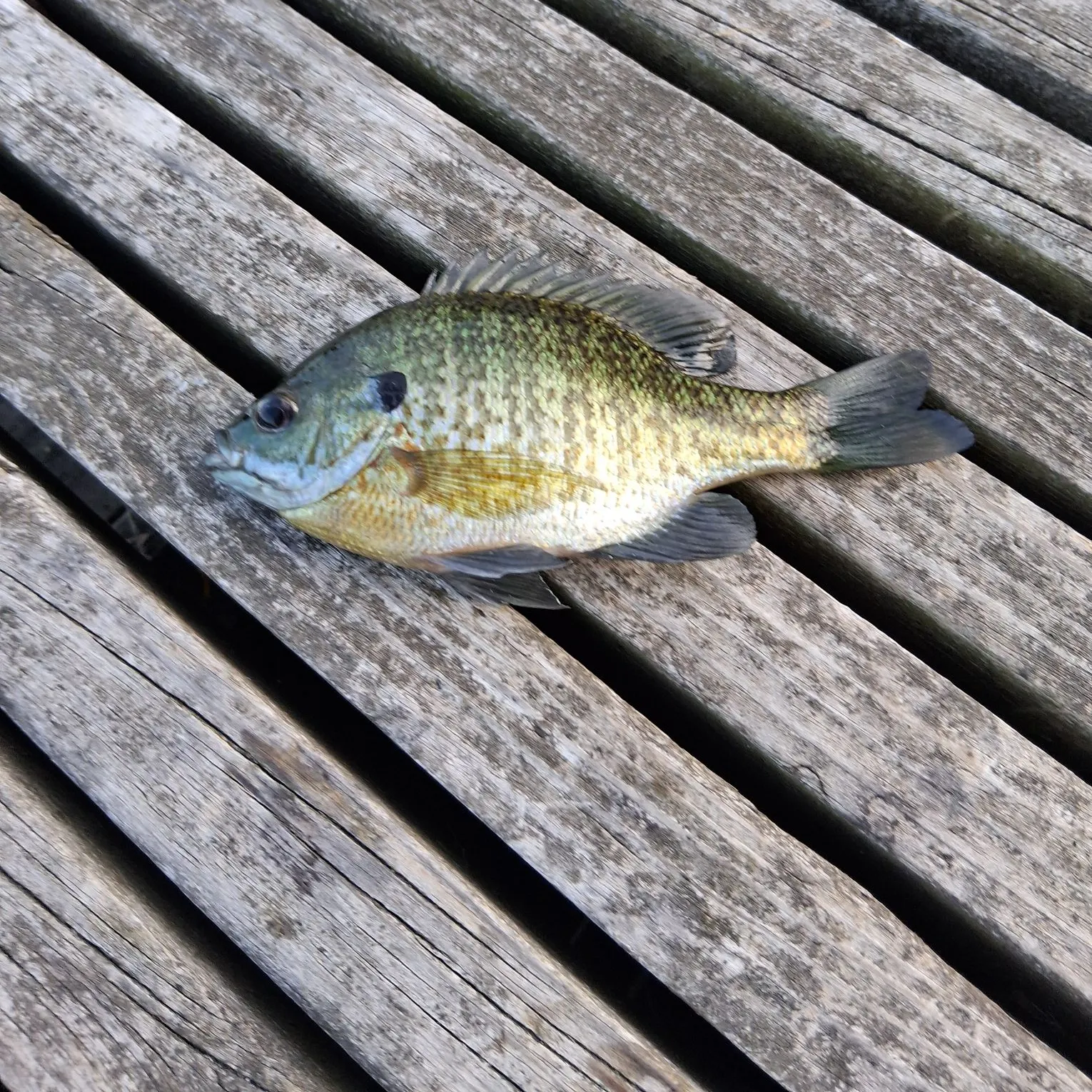 Bluegill caught on Fishbrain