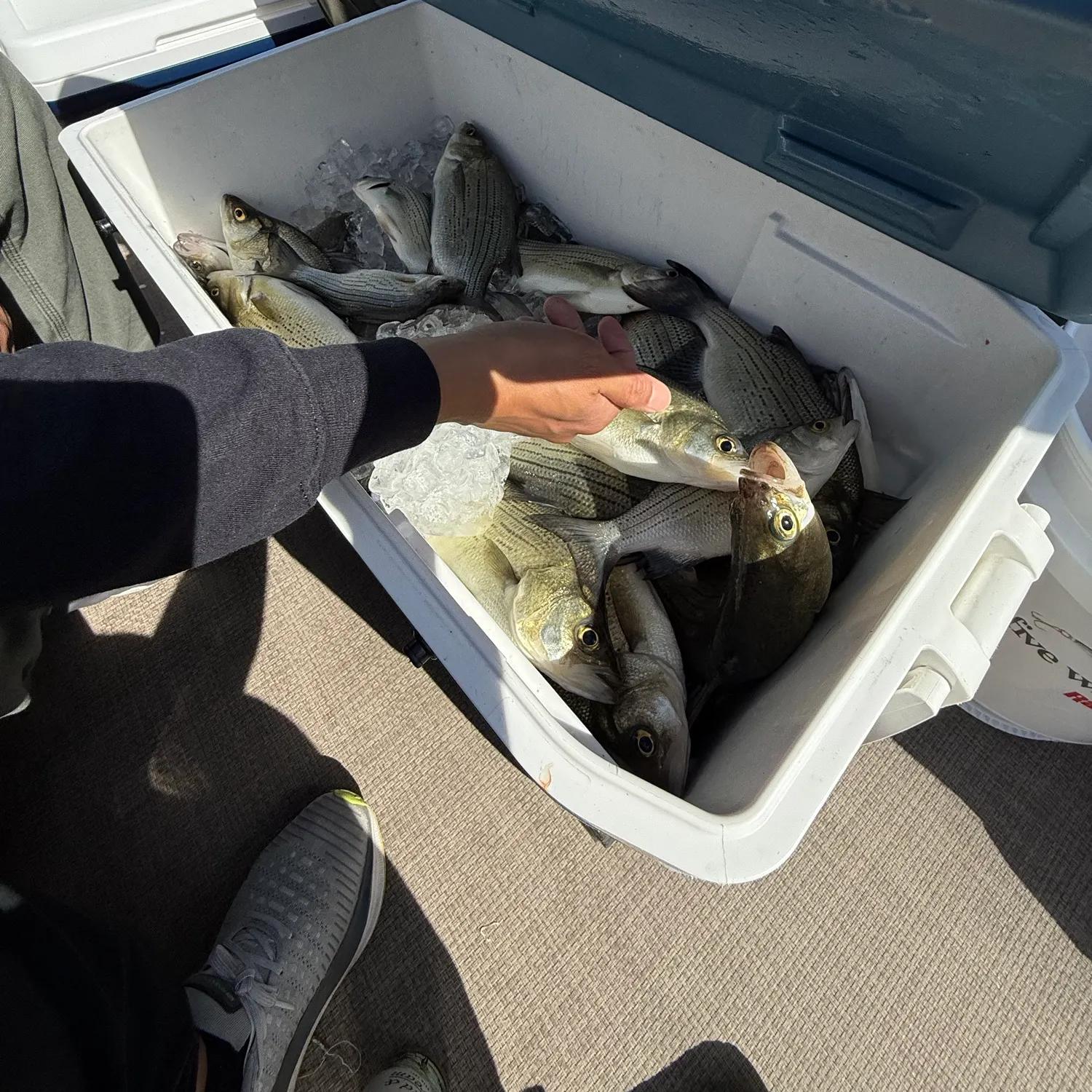 White bass caught on Fishbrain