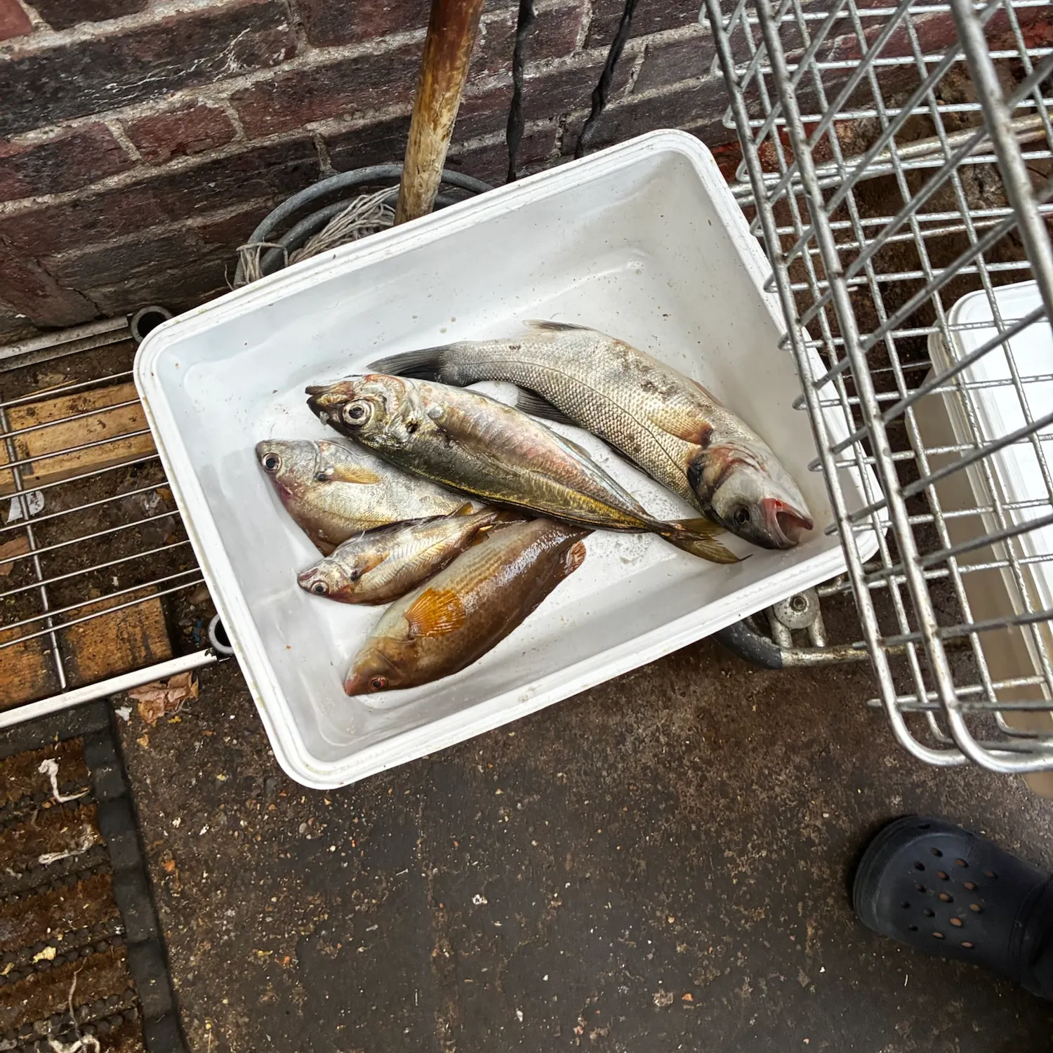 The most recent Mackerel scad catches on Fishbrain