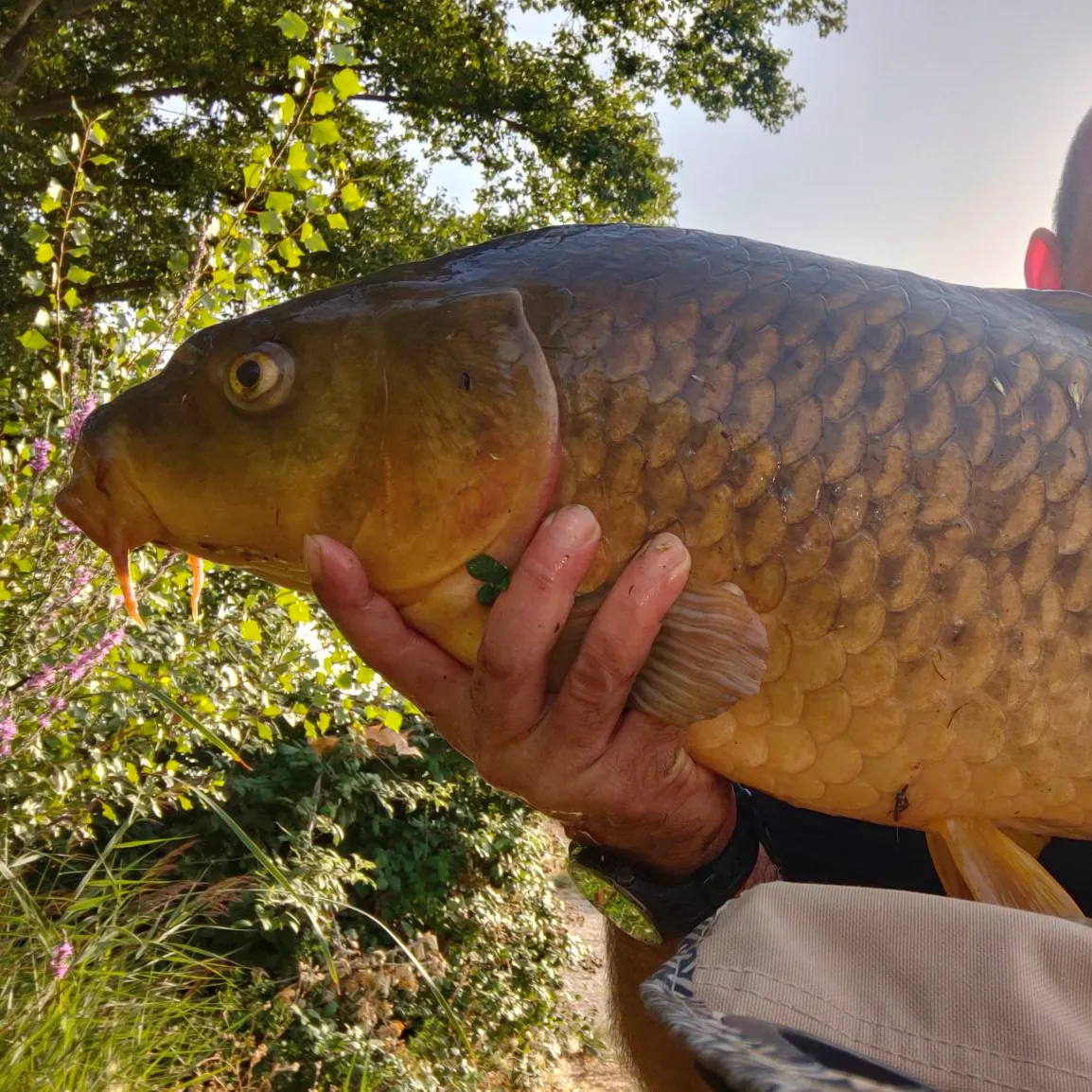 Common carp caught on Fishbrain