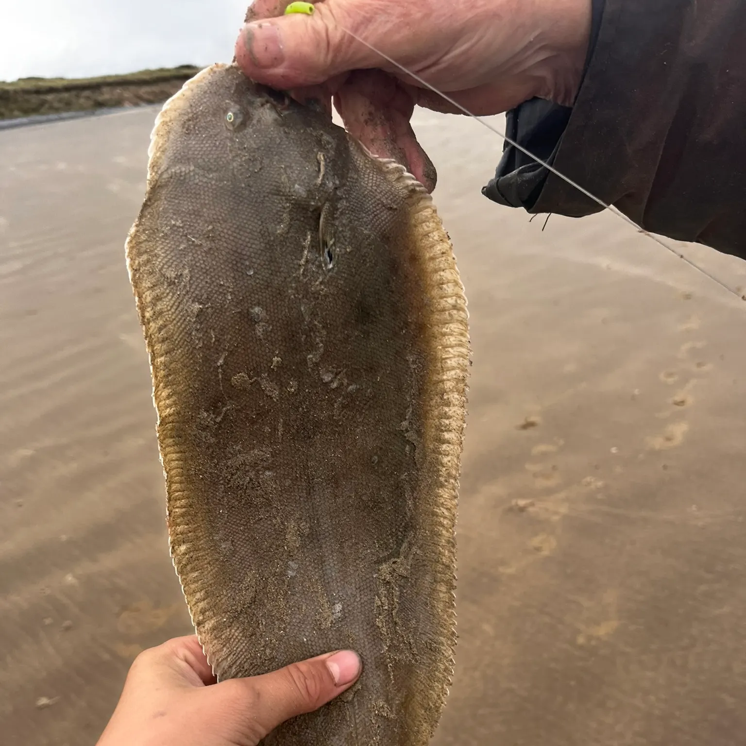 The most recent Common sole catches on Fishbrain