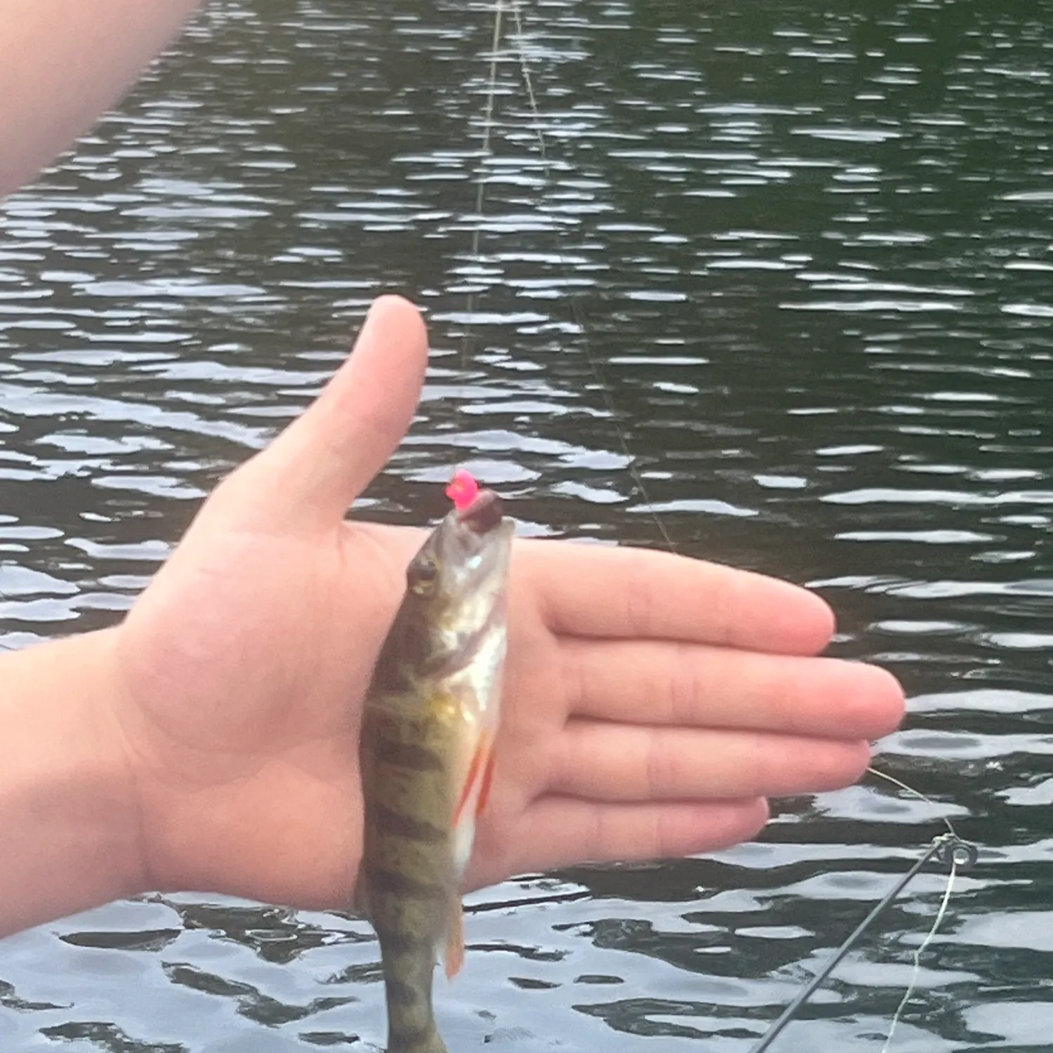 Yellow perch caught on Fishbrain