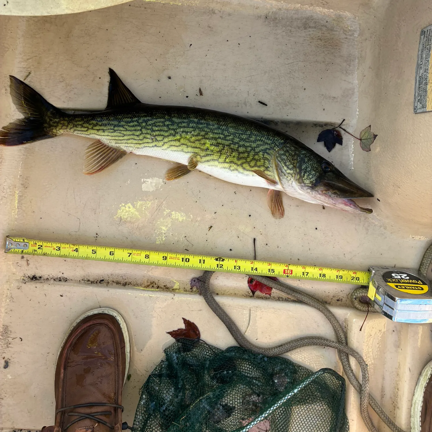 Chain pickerel caught on Fishbrain