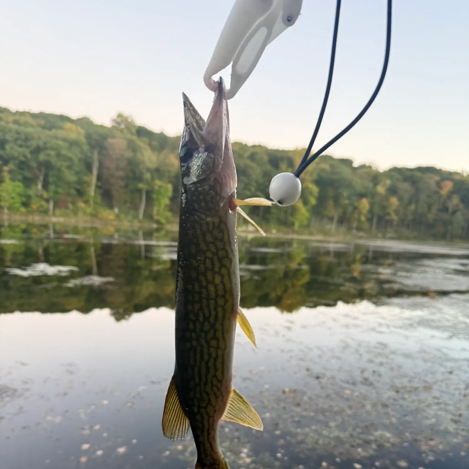 Chain pickerel caught on Fishbrain