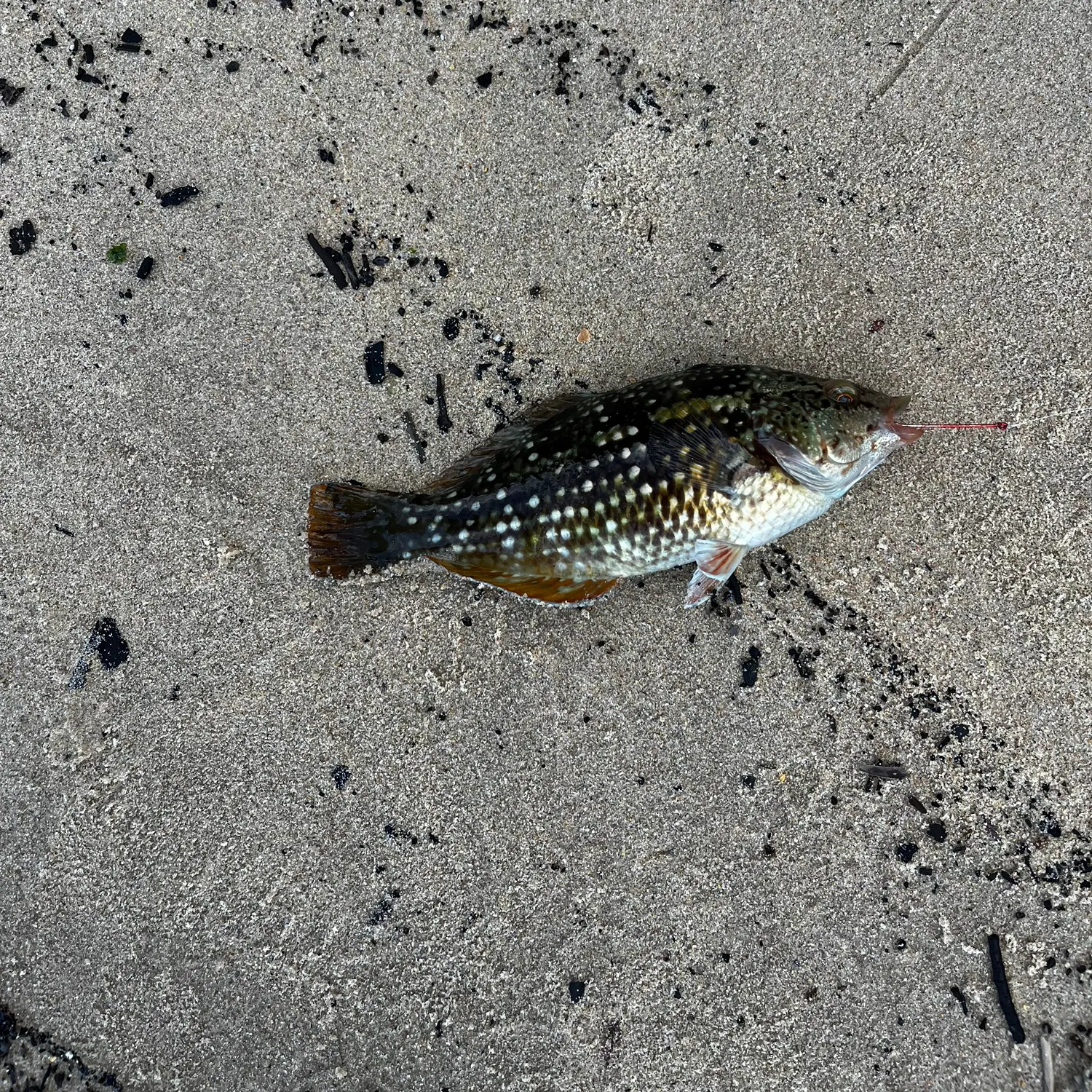 The most recent Rock wrasse catches on Fishbrain