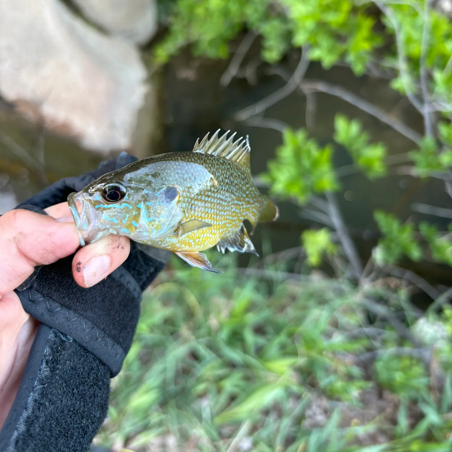Green sunfish caught on Fishbrain