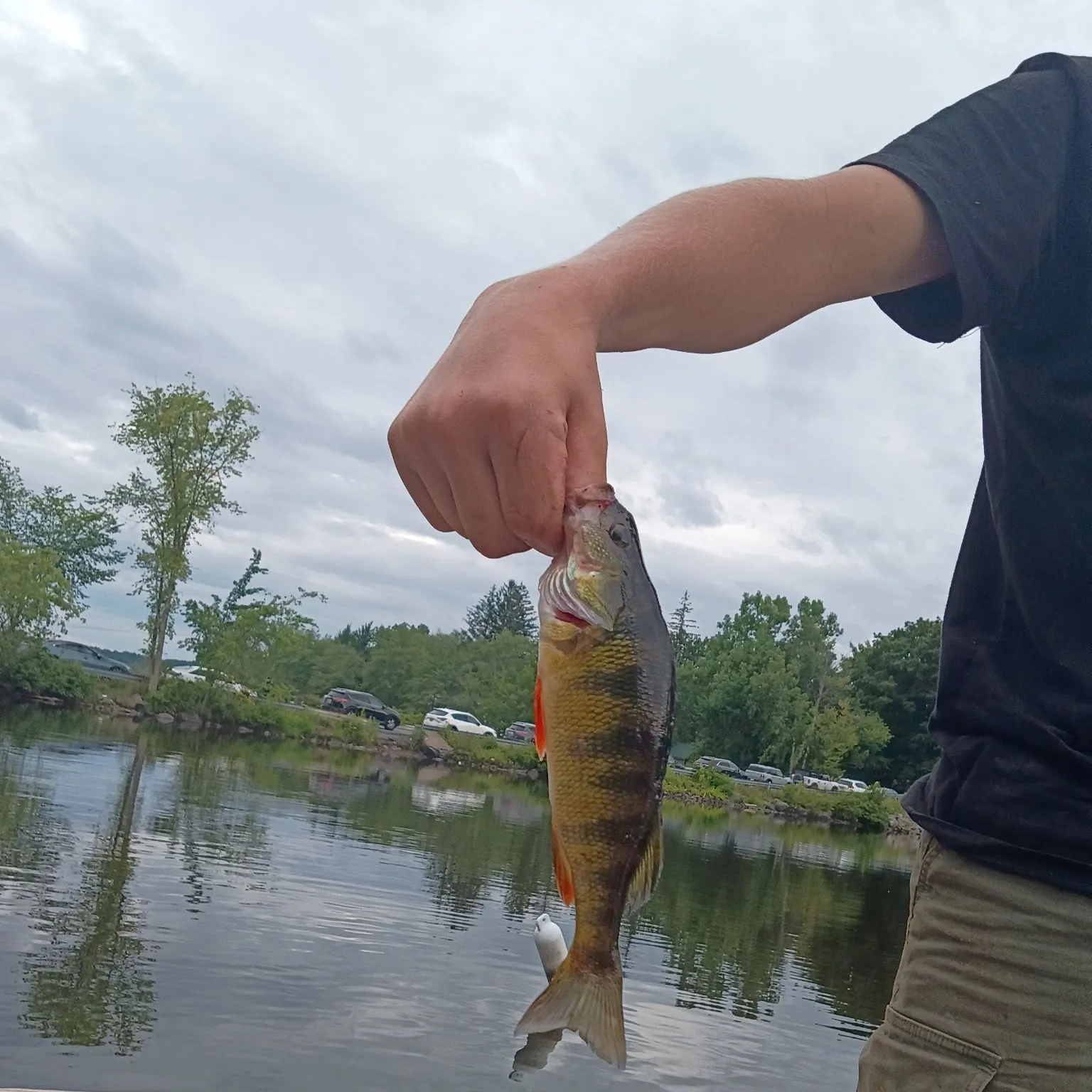 Yellow perch caught on Fishbrain