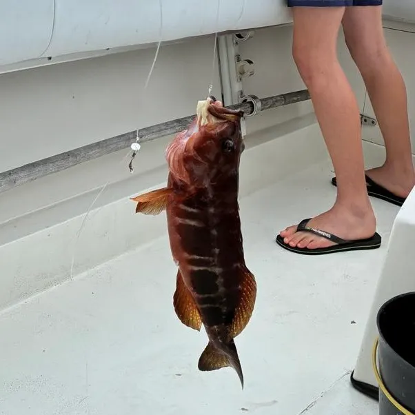 Atlantic goliath grouper caught on Fishbrain