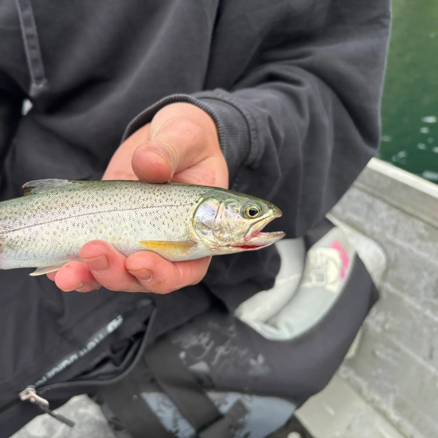 Coastal cutthroat trout caught on Fishbrain