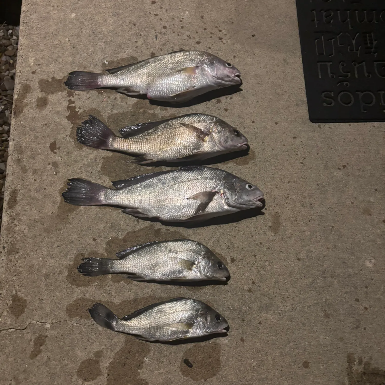 recently logged catches