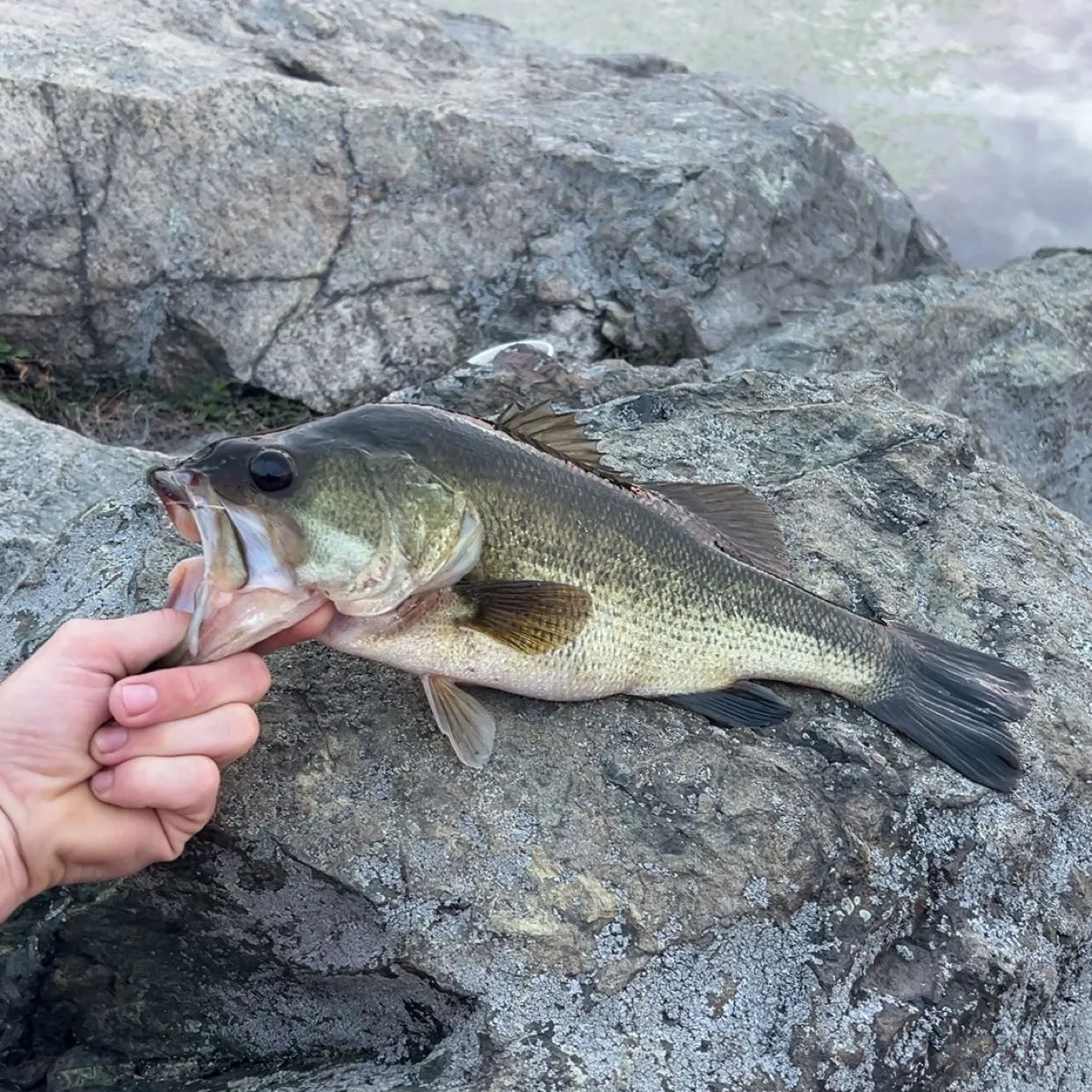 Largemouth bass caught on Fishbrain