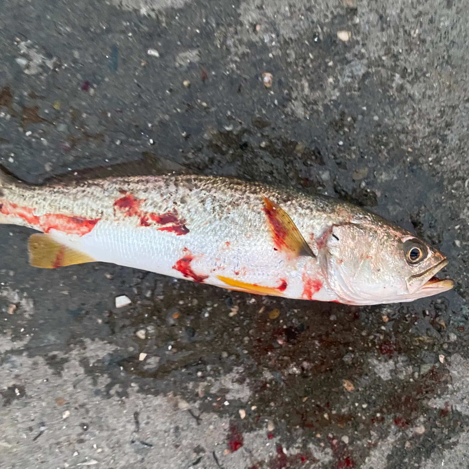 Gray weakfish caught on Fishbrain