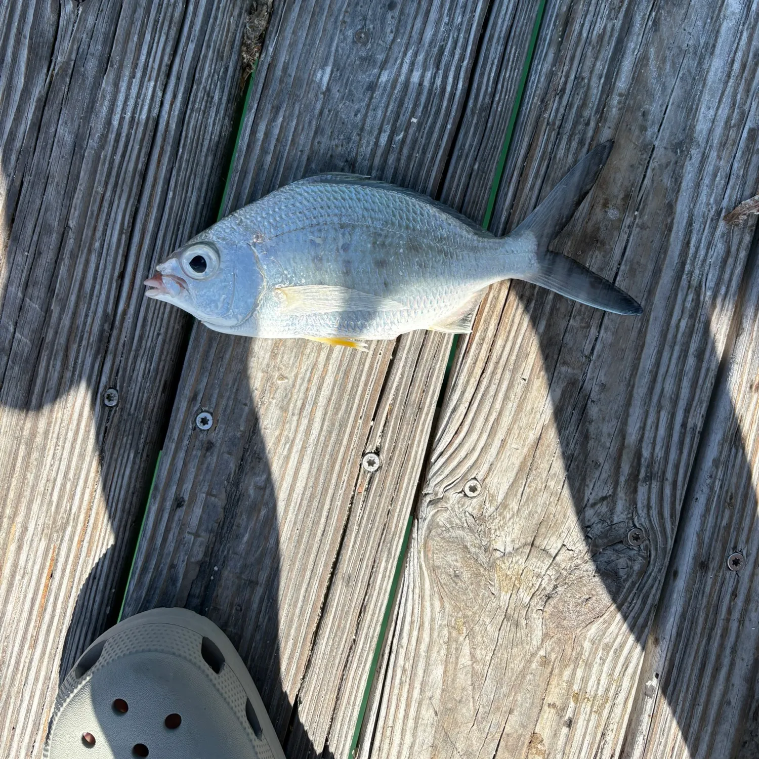 The most recent Yellowfin mojarra catches on Fishbrain