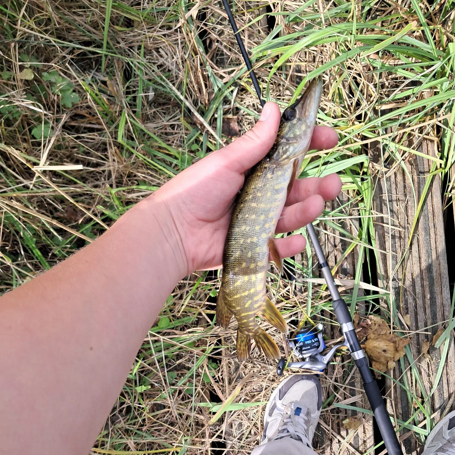 Northern pike caught on Fishbrain