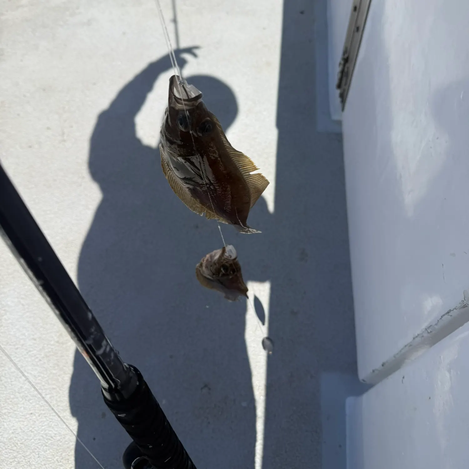 The most recent Pacific sanddab catches on Fishbrain