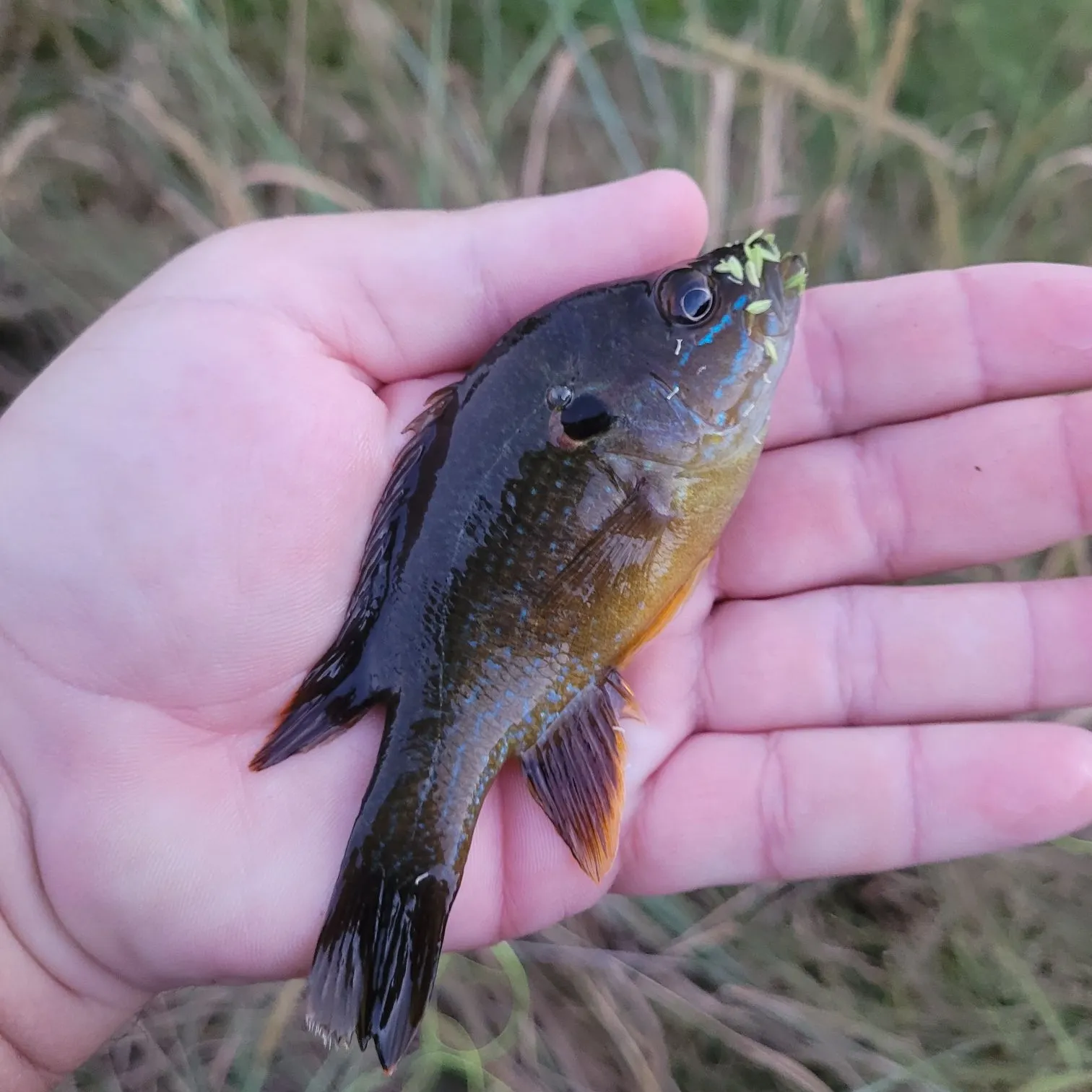 Green sunfish caught on Fishbrain
