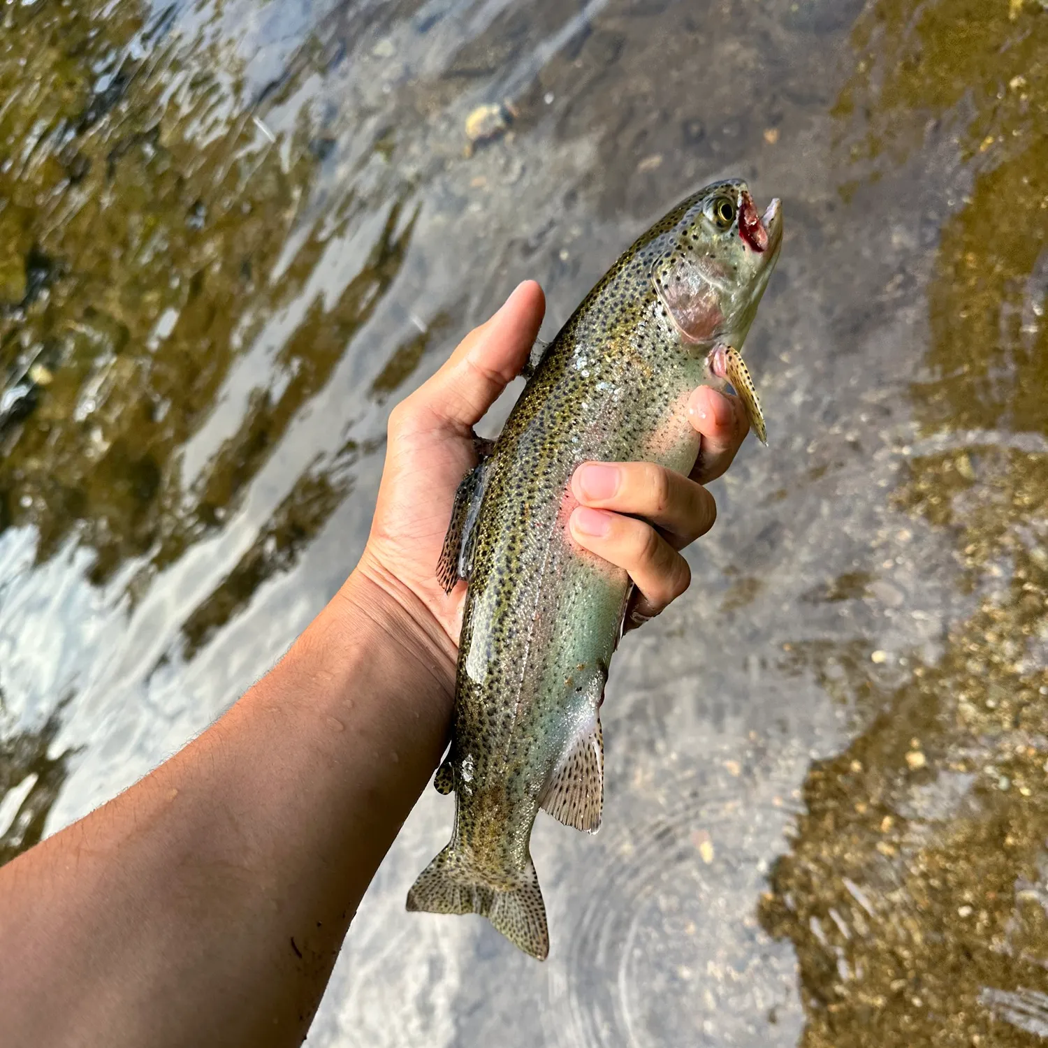 Rainbow trout caught on Fishbrain