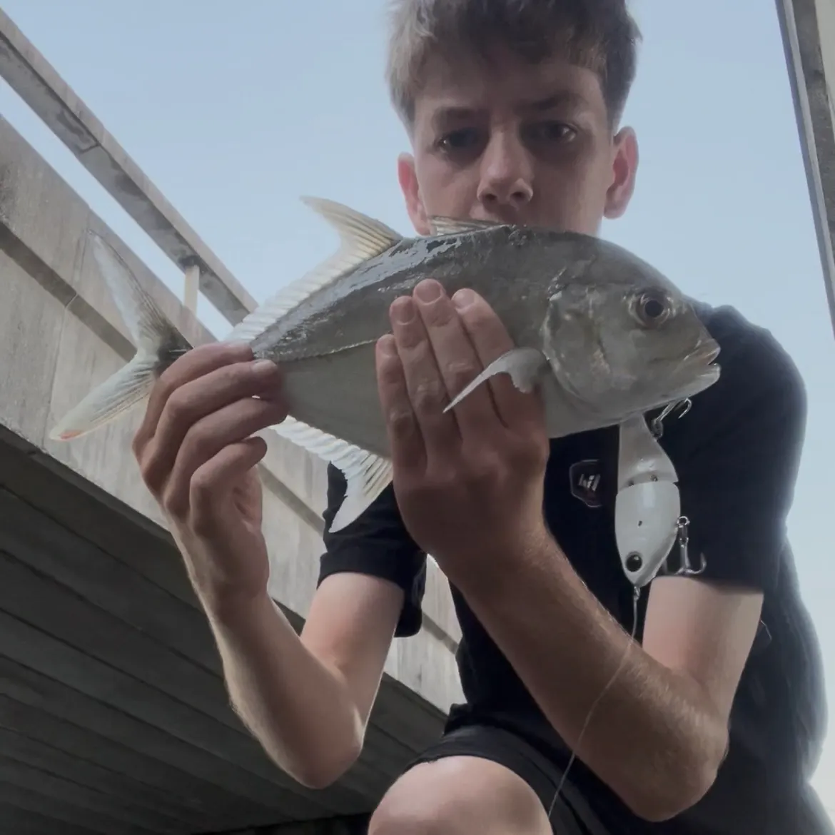 The most recent Bigeye trevally catches on Fishbrain