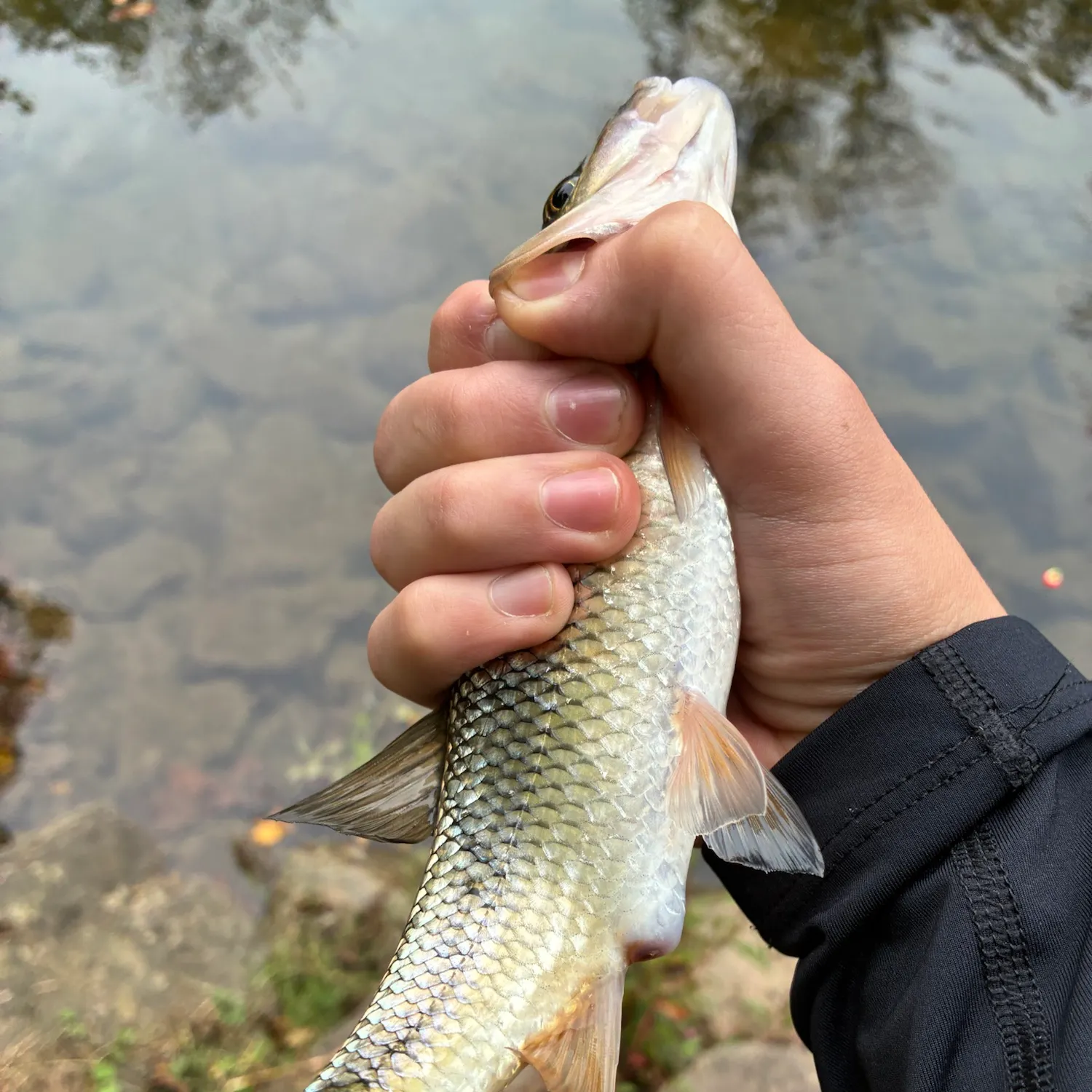 Fallfish caught on Fishbrain