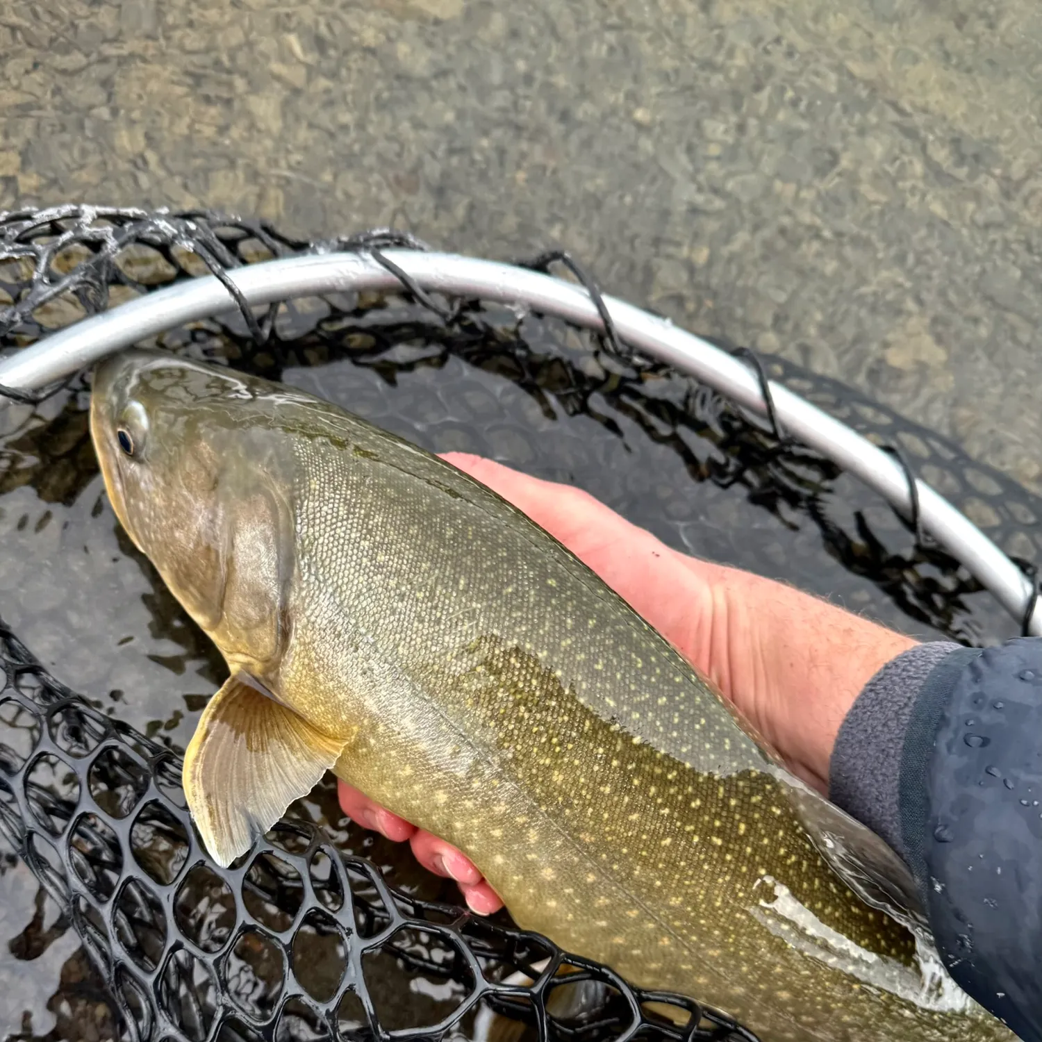 The most recent Bull trout catches on Fishbrain