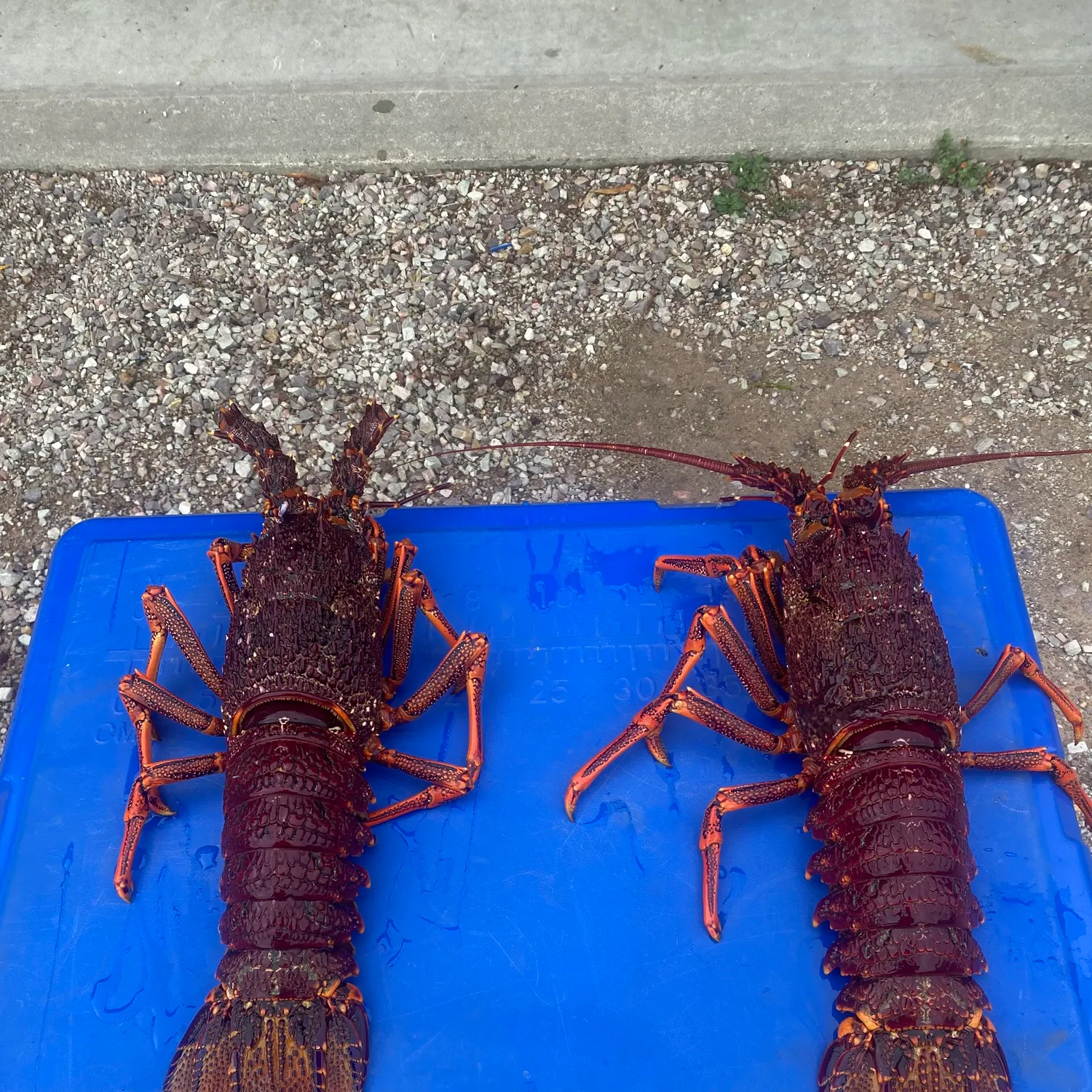 The most recent Southern rock lobster catches on Fishbrain