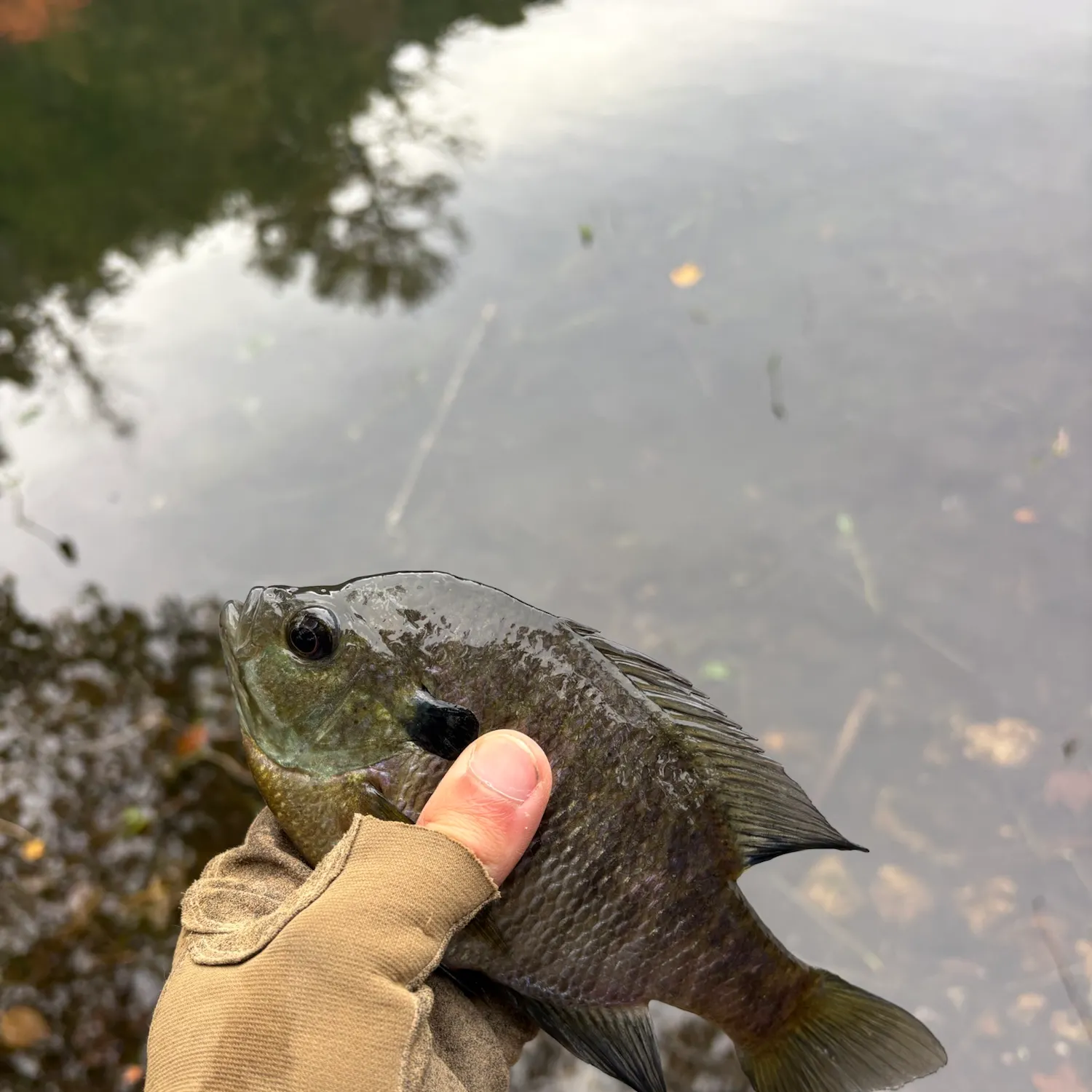 Bluegill caught on Fishbrain